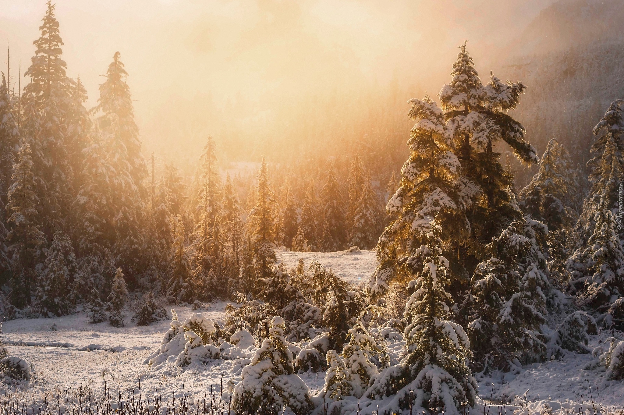 Stany Zjednoczone, Alaska, Ketchikan, Tongass National Forest, Las państwowy, Zima, Świerki, Mgła, Śnieg