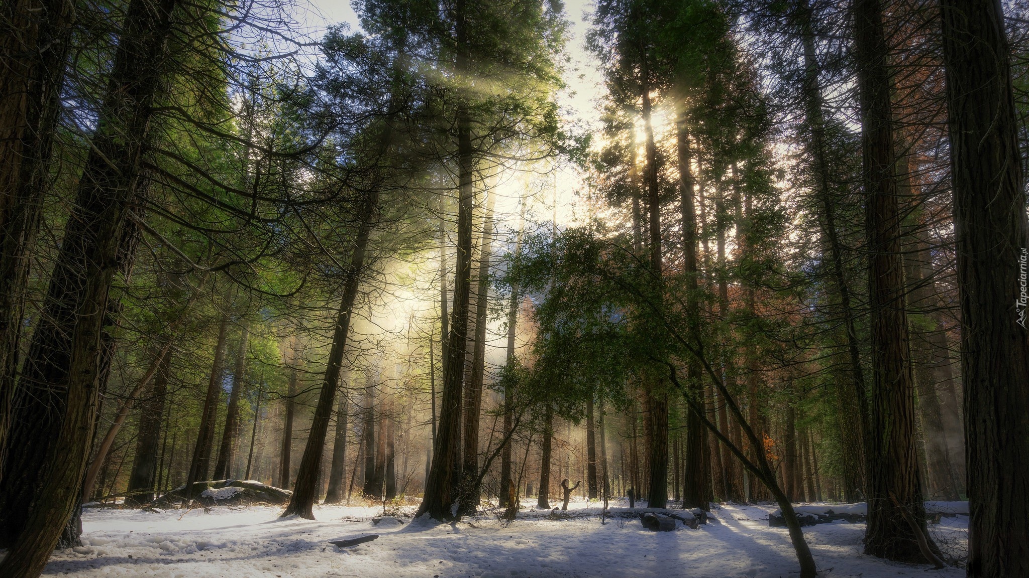 Stany Zjednoczone, Stan Kalifornia, Park Narodowy Yosemite, Las, Drzewa, Śnieg, Promienie słońca