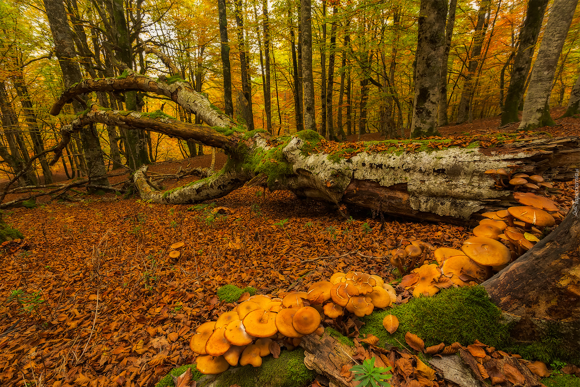 Hiszpania, Kraj Basków, Jesień, Las, Drzewa, Omszały, Pień, Grzyby, Liście