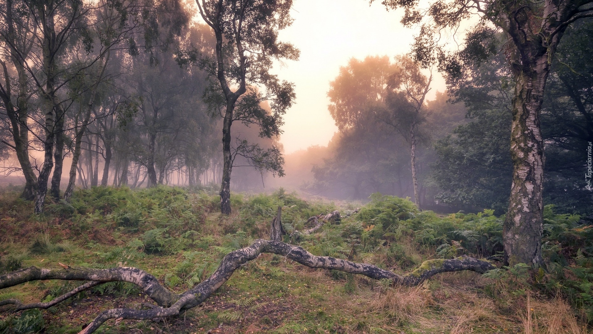 Anglia, Hrabstwo Derbyshire, Park Narodowy Peak District, Las, Jesień, Mgła