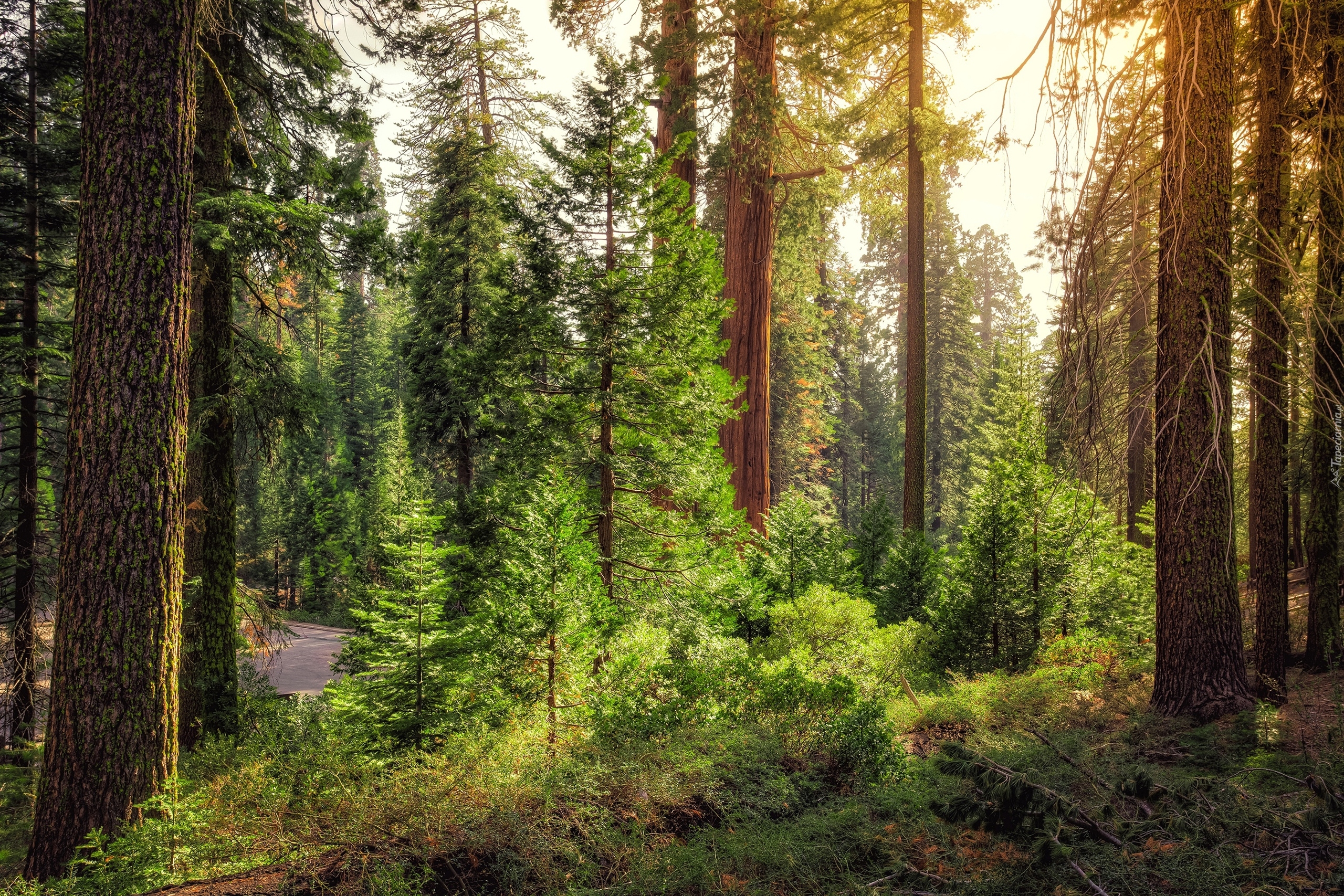 Stany Zjednoczone, Stan Kalifornia, Park Narodowy Kings Canyon, Las, Droga