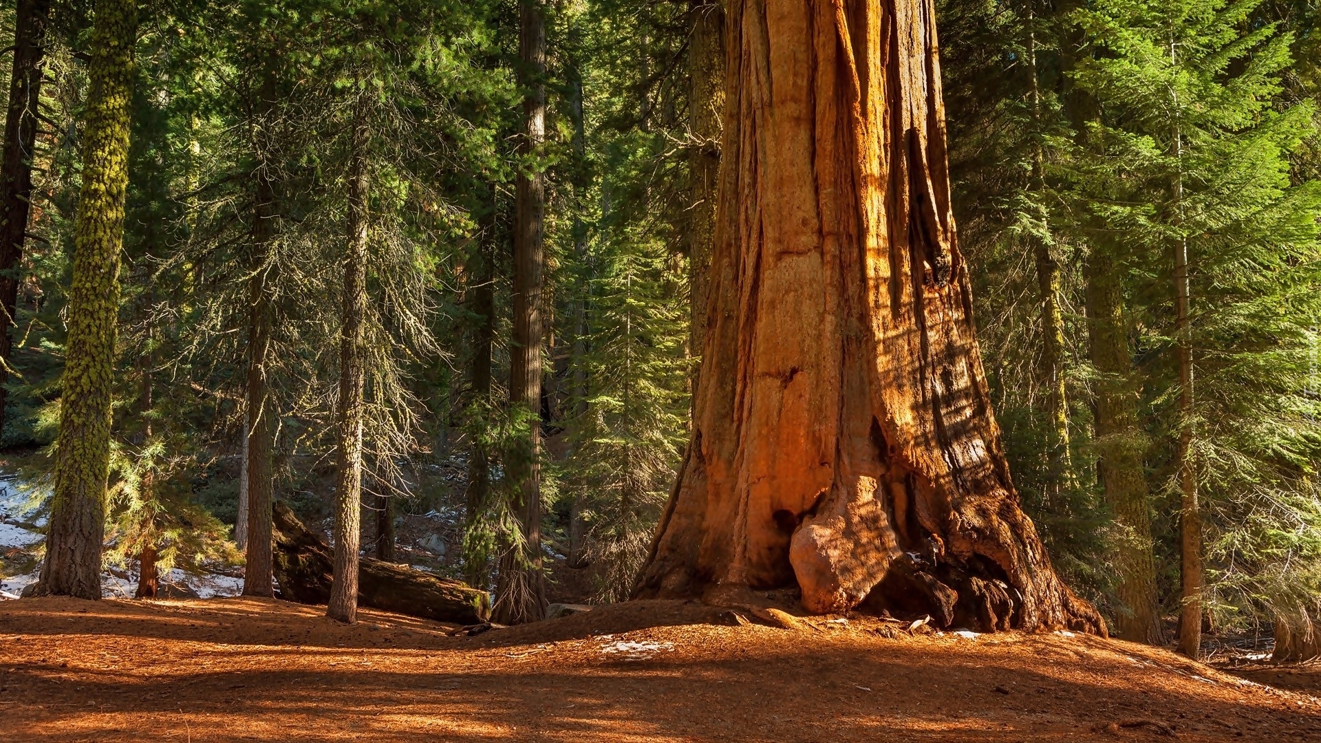 Park Narodowy Kings Canyon, Las, Drzewa, Sekwoja, Stan Kalifornia, Stany Zjednoczone