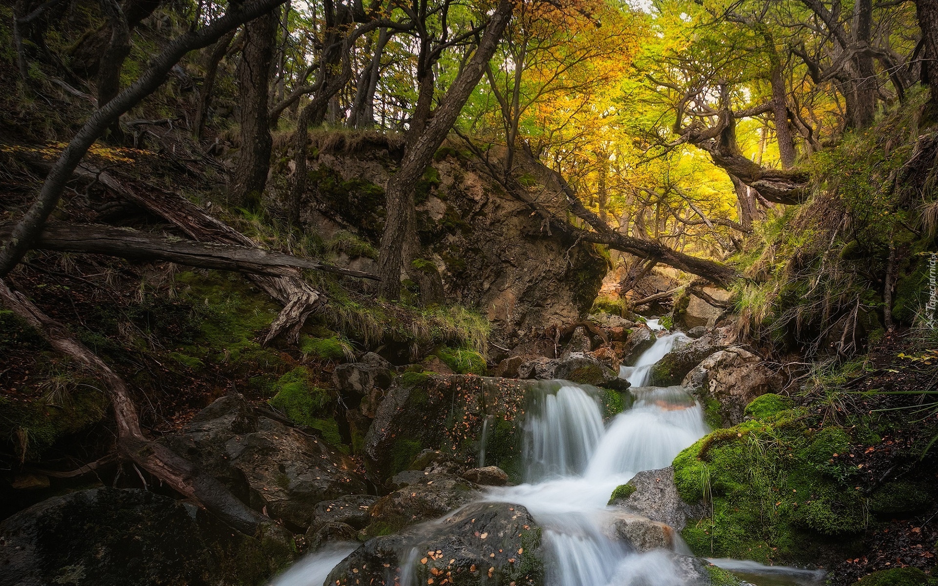 Argentyna, Patagonia, Prowincja Santa Cruz, Park Narodowy Los Glaciares, Las, Powalone, Drzewa, Kamienie, Rzeka