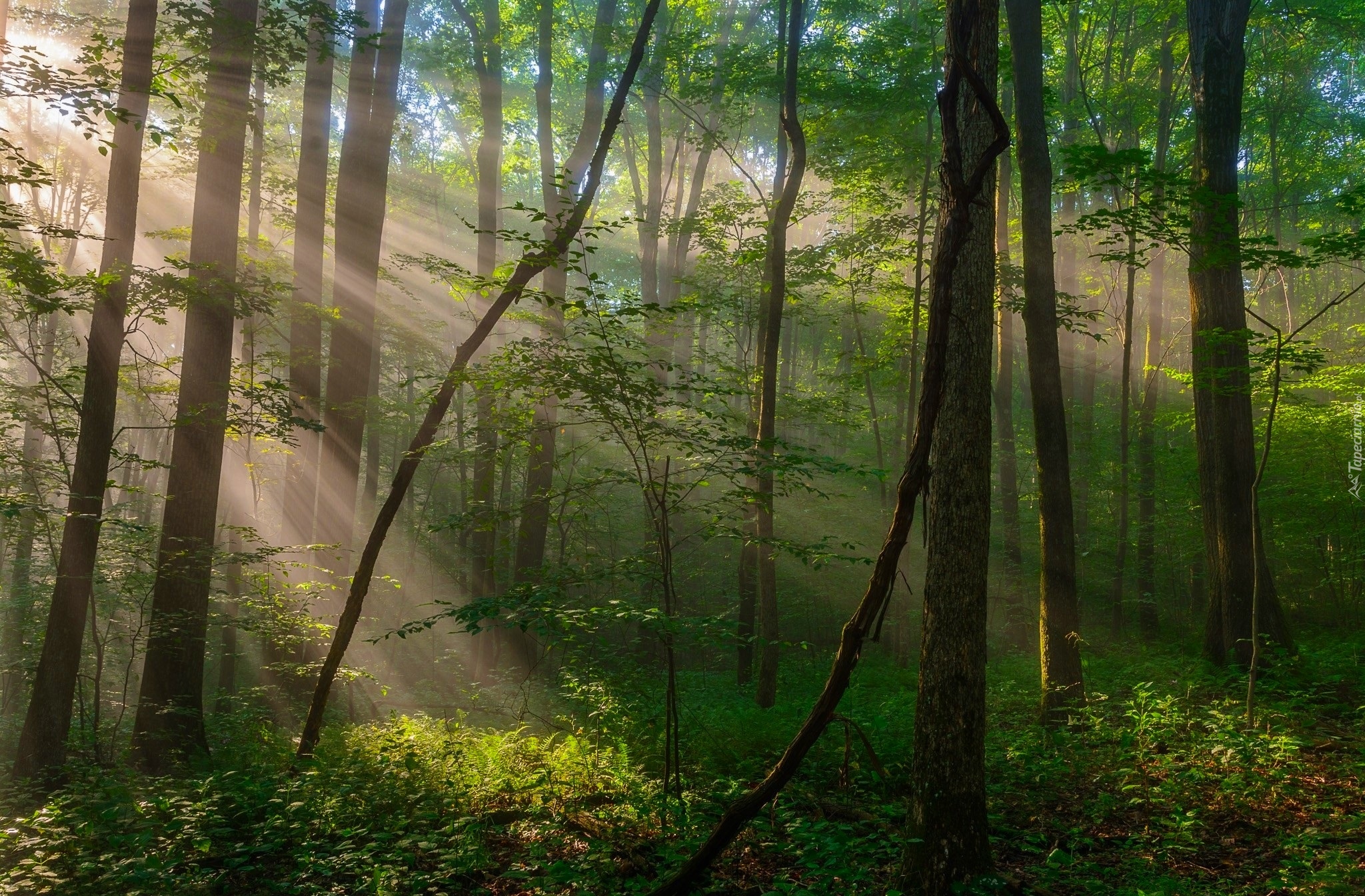 Stany Zjednoczone, Stan Pensylwania, Region Laurel Highlands, Park miejski Ohiopyle State Park, Las, Przebijające Światło