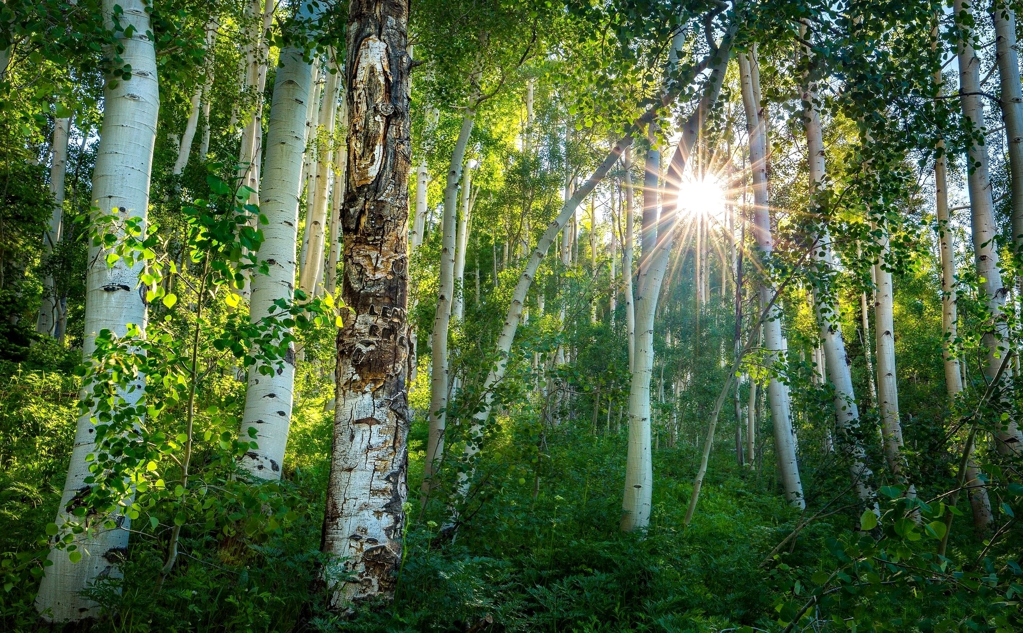 Stany Zjednoczone, Stan Kolorado, Crested Butte, Las, Promienie słońca, Topola osika