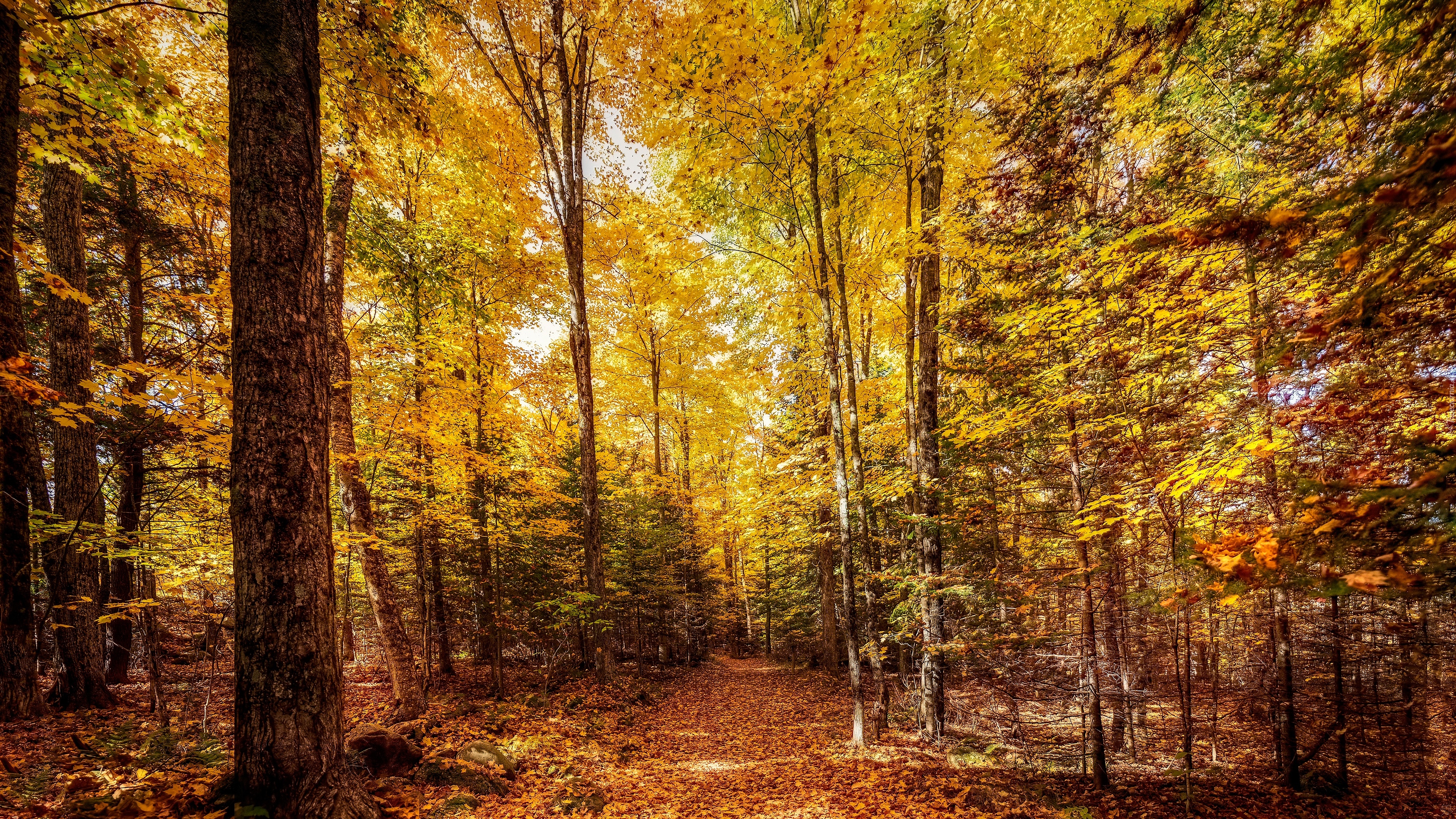 Jesień, Las, Rozświetlone, Drzewa, Ścieżka
