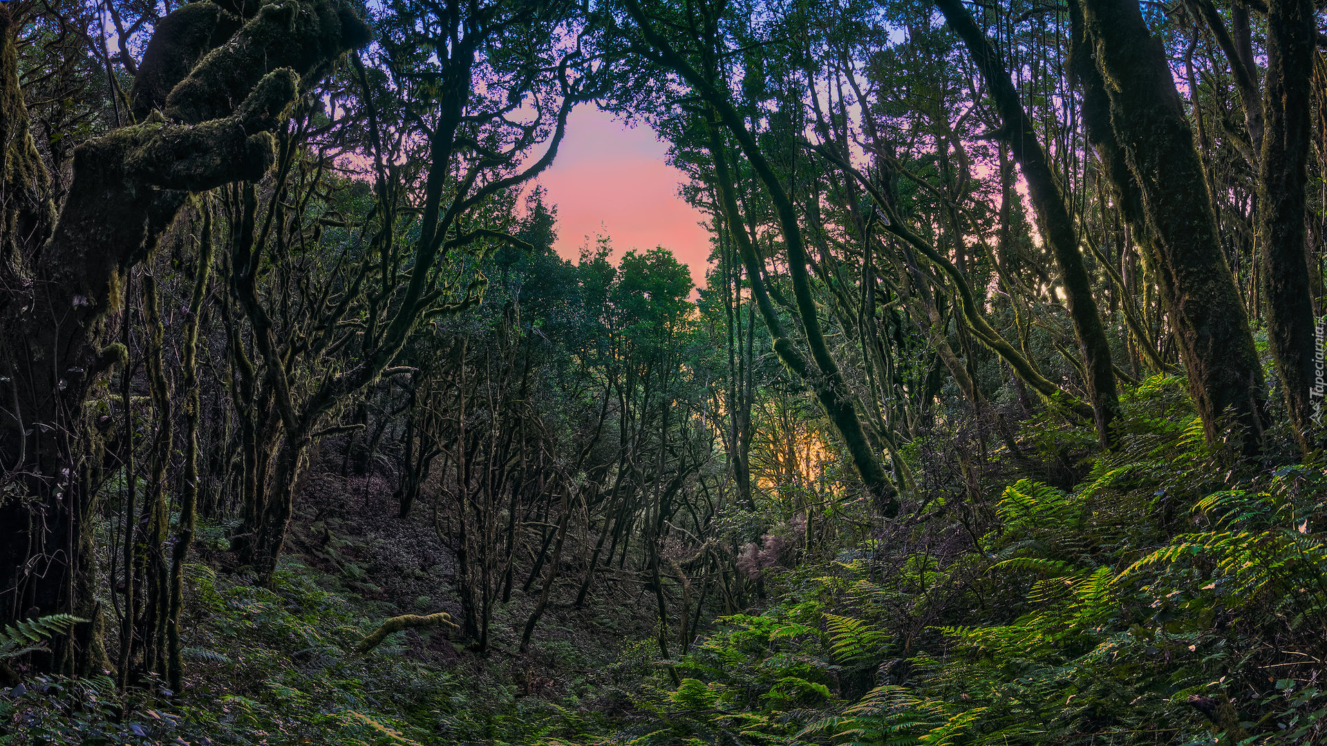 Hiszpania, Wyspy Kanaryjskie, Wyspa La Gomera, Park Narodowy Garajonay, Las wawrzynolistny, Drzewa, Paprocie