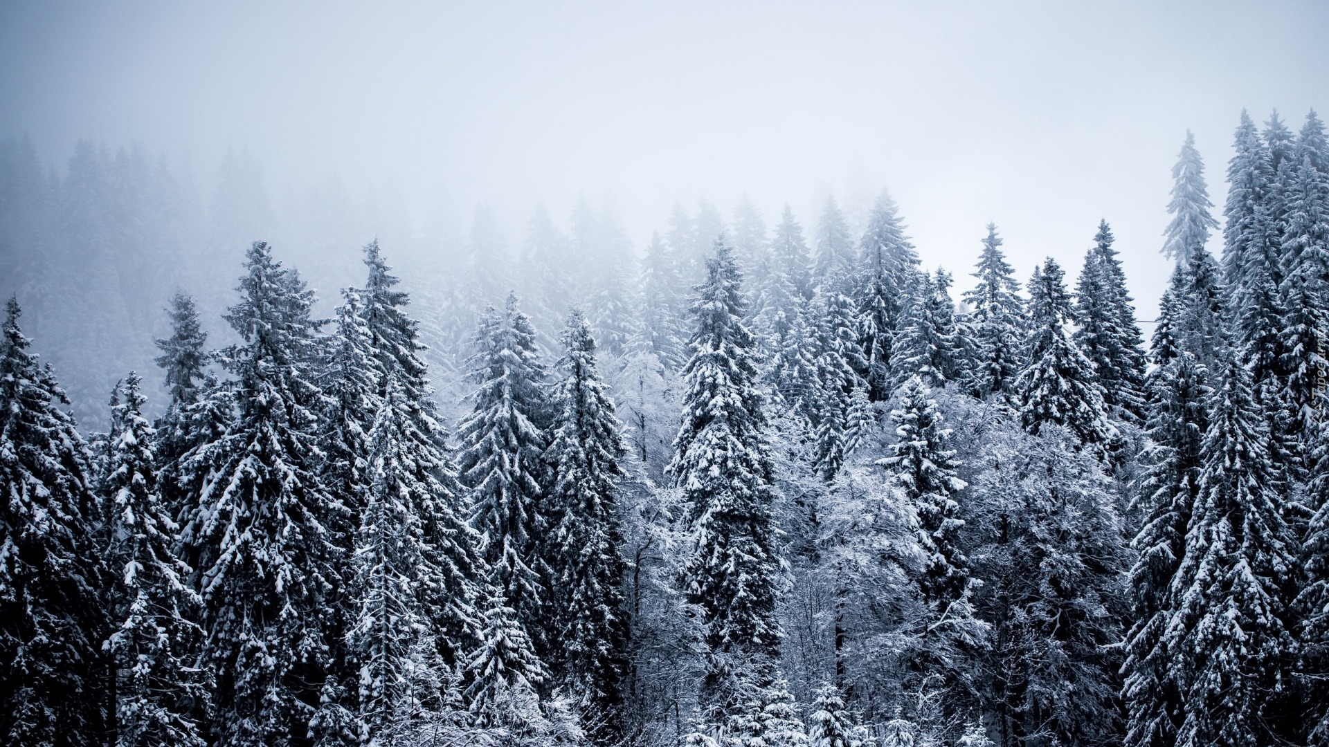 Drzewa, Świerki, Zima, Las, Mgła