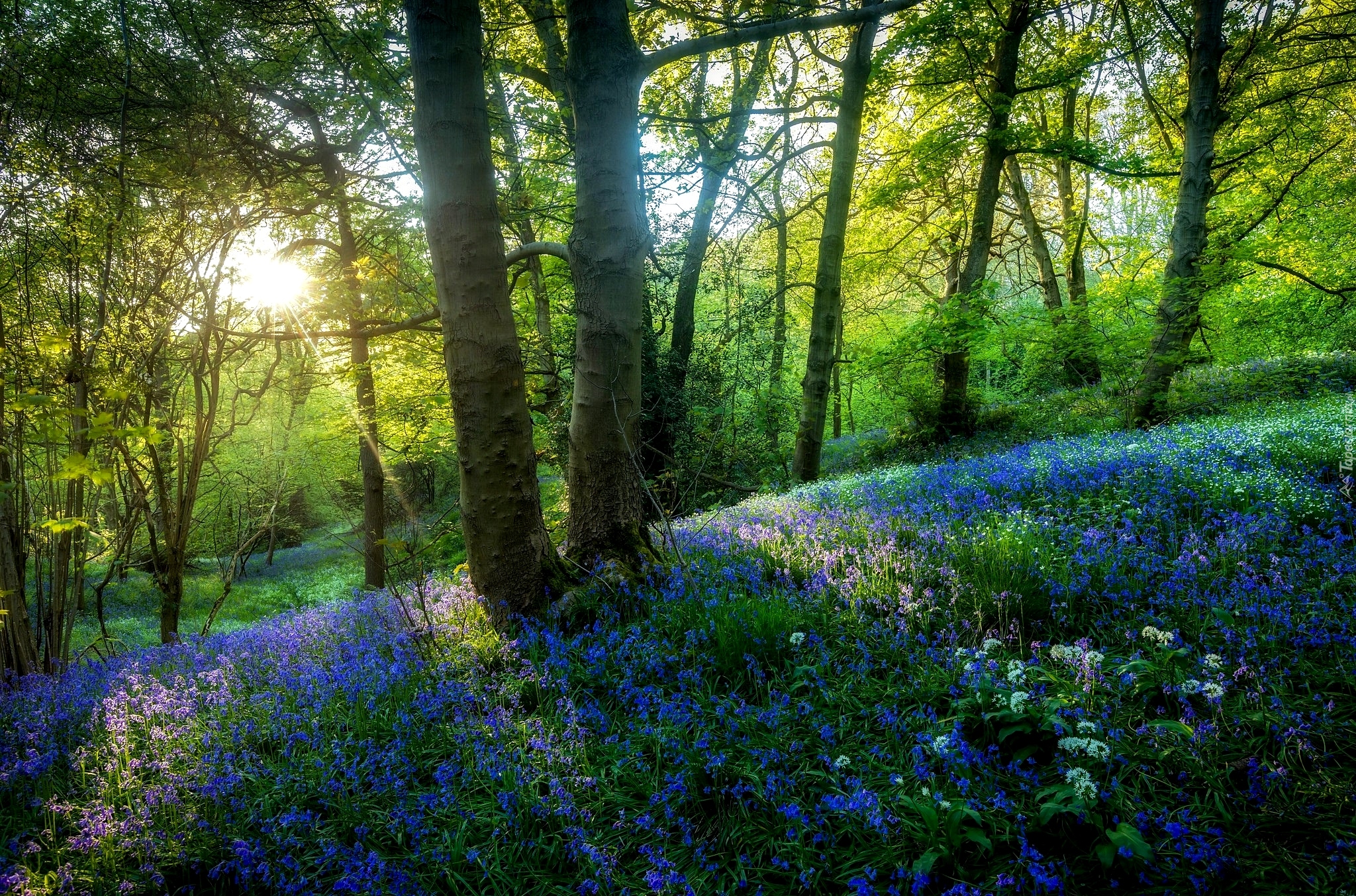 Las, Wiosna, Przebijające światło, Niebieskie, Kwiaty