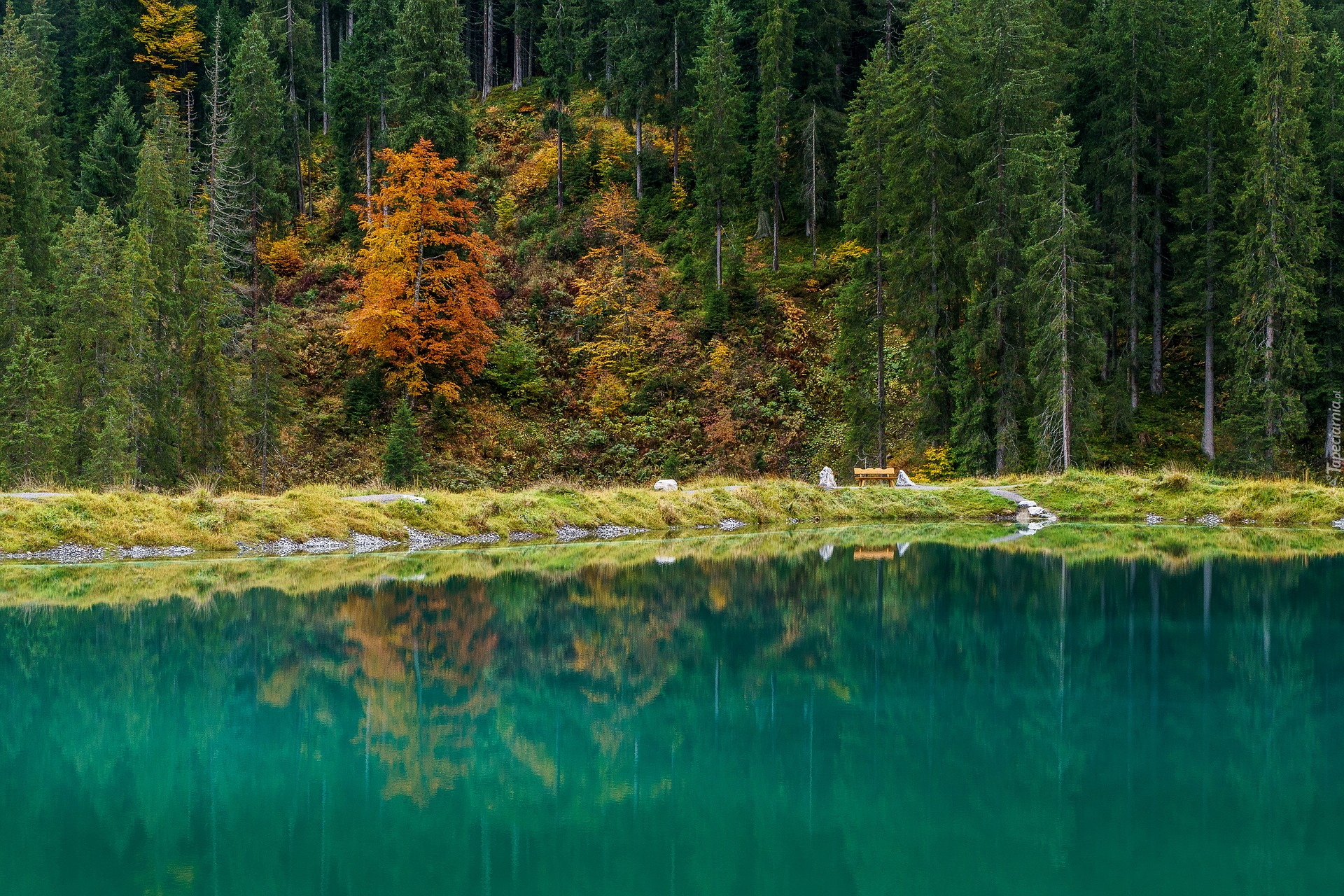 Jezioro Herzsee, Drzewa, Las, Gmina Aldrans, Austria