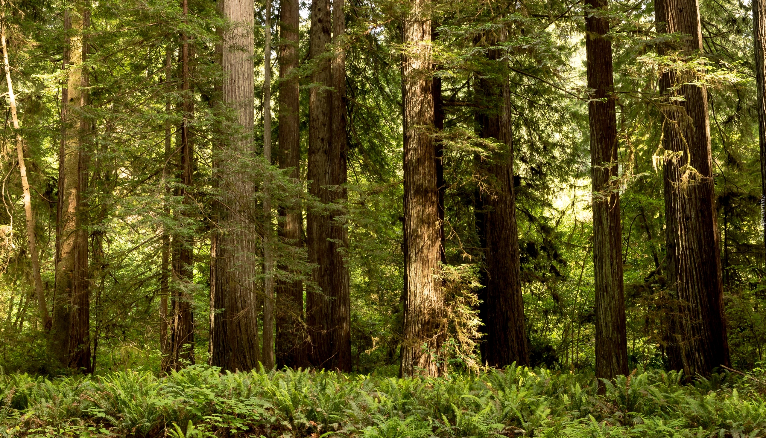 Stany Zjednoczone, Stan Kalifornia, Park Narodowy Redwood, Drzewa, Las, Paprocie