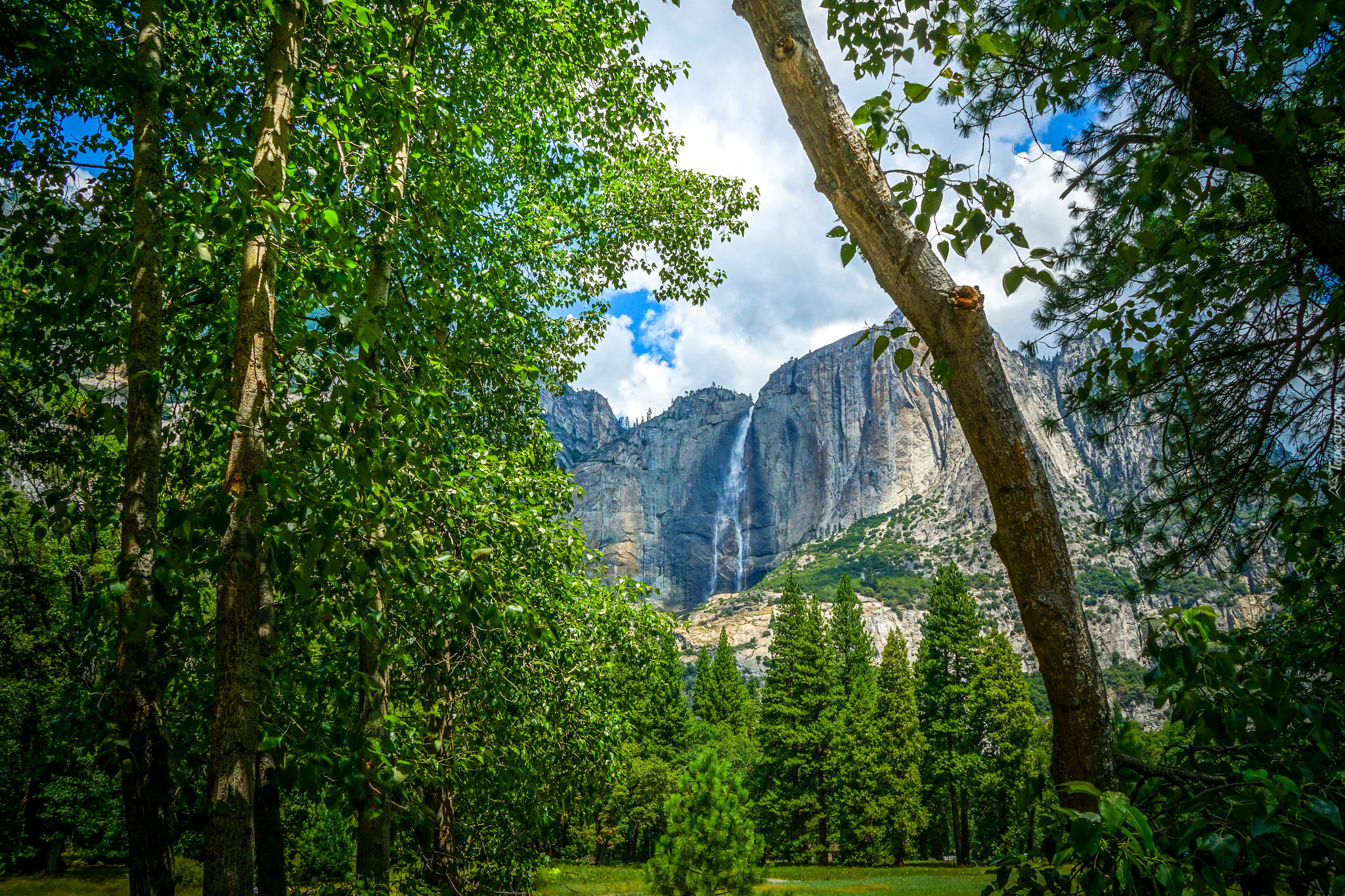 Stany Zjednoczone, Stan Kalifornia, Park Narodowy Yosemite, Las, Drzewa, Góry