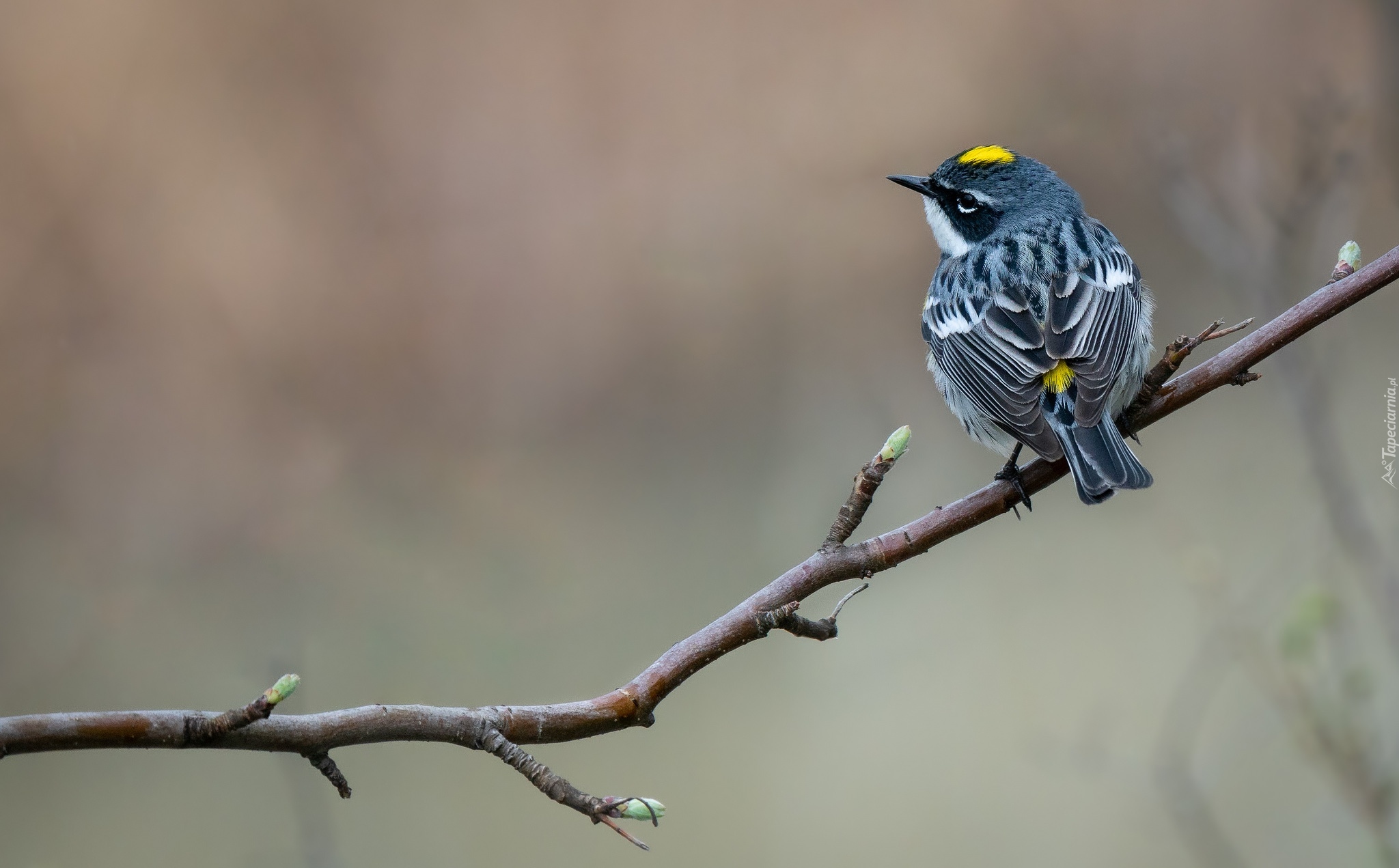 Gałązka, Ptak, Lasówka, Myrtle warbler