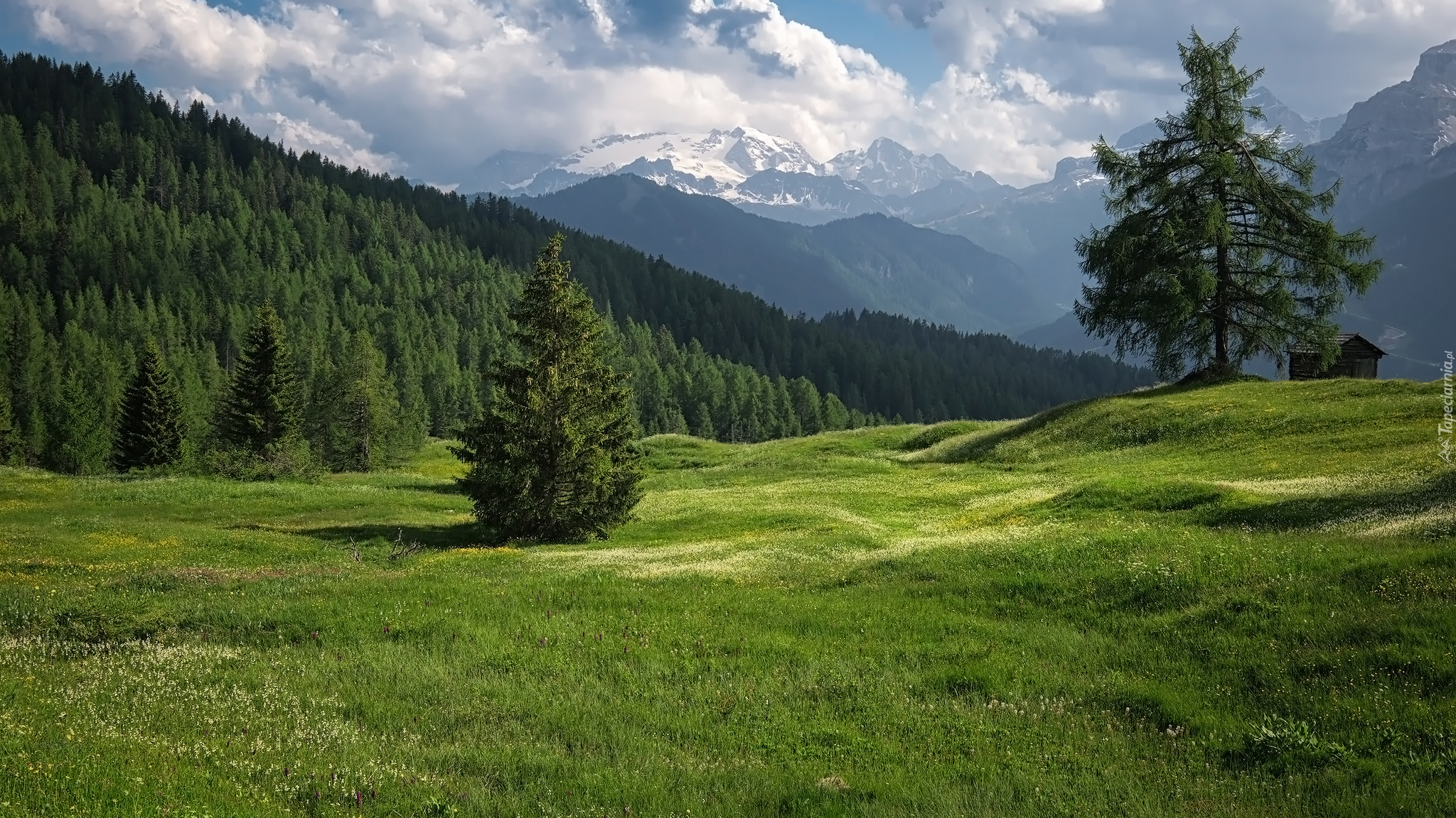Góry, Dolomity, Drzewa, Łąki Armentara, Trydent-Górna Adyga, Włochy