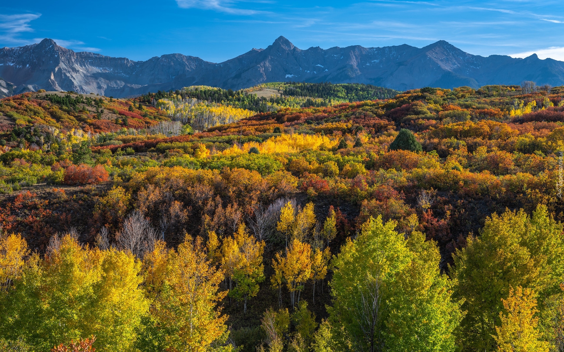 Stany Zjednoczone, Stan Kolorado, Telluride, Las, Jesień, Góry, San Juan Mountains, Roślinność, Kolorowa, Drzewa