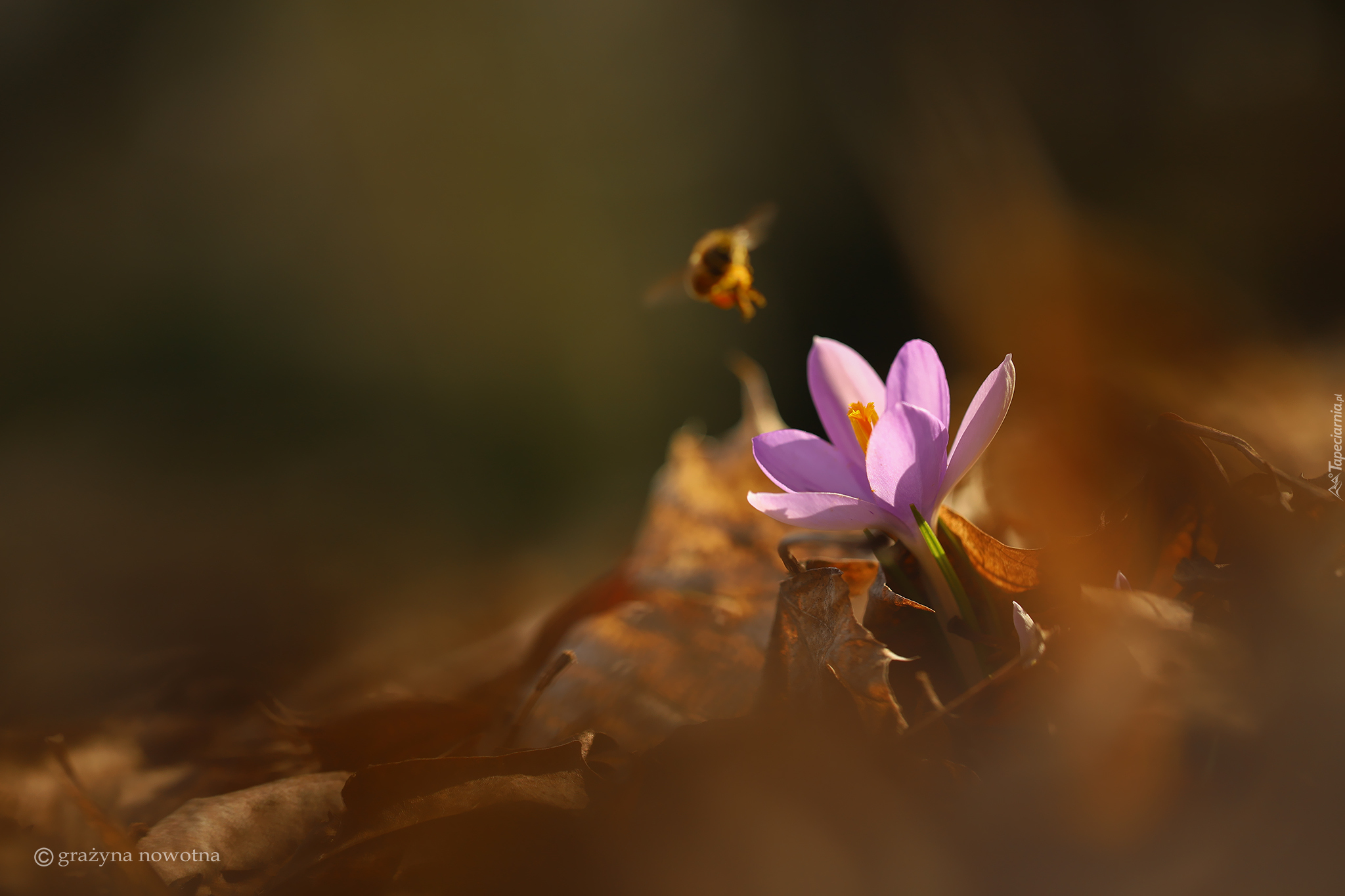 Fioletowy, Krokus, Owad, Suche, Liście