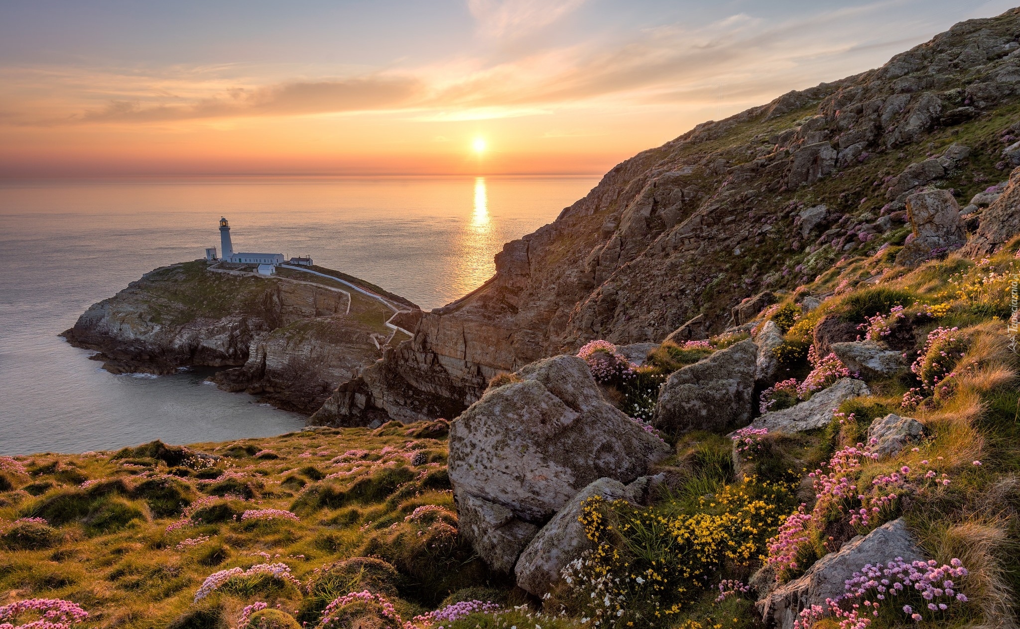 Walia, Wyspa South Stack, Latarnia morska South Stack Lighthouse, Morze Irlandzkie, Skały, Wschód słońca, Kwiaty