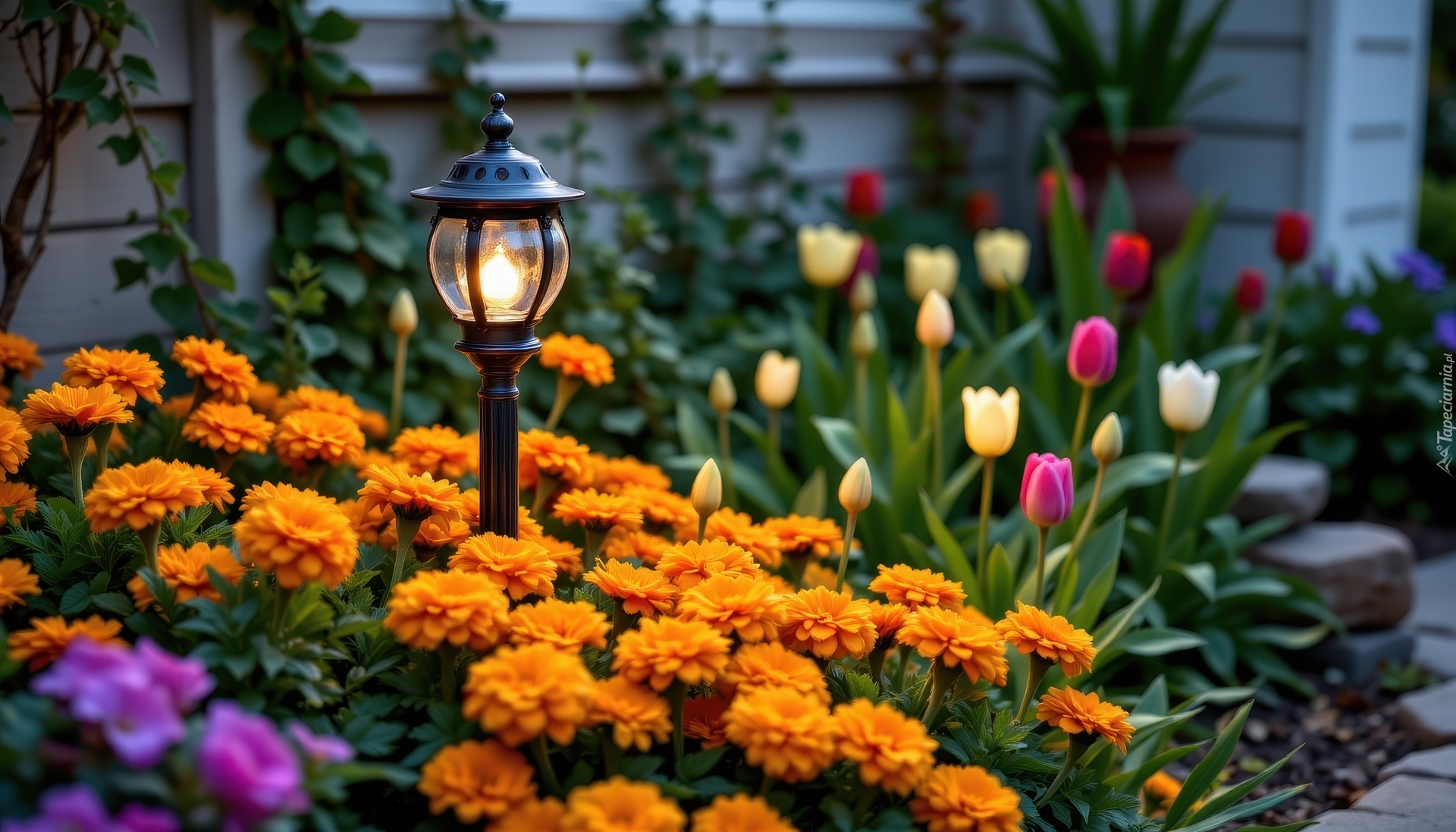 Ogród, Latarnia, Kwiaty, Aksamitki, Tulipany, Bluszcz, AI