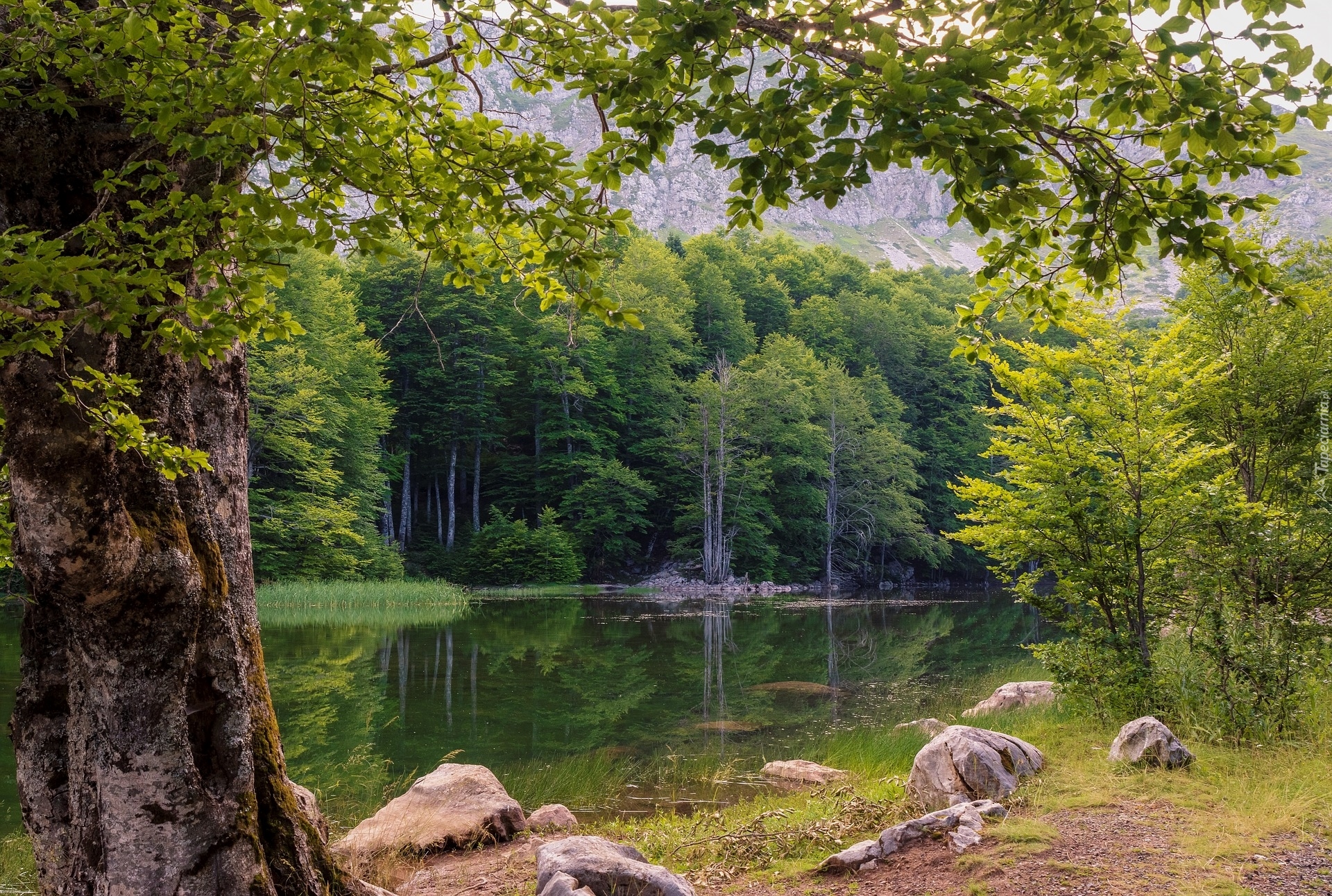 Leśne, Jezioro, Las, Drzewa, Kamienie, Lato