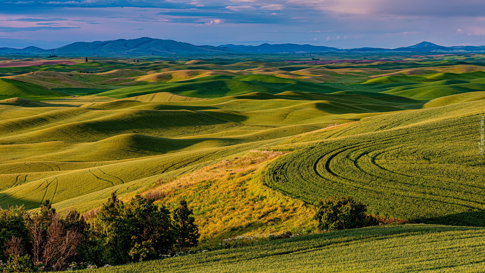 Lato, Wzgórza, Drzewa, Łąki, Pola, Region Palouse, Whitman County, Stan Waszyngton, Stany Zjednoczone