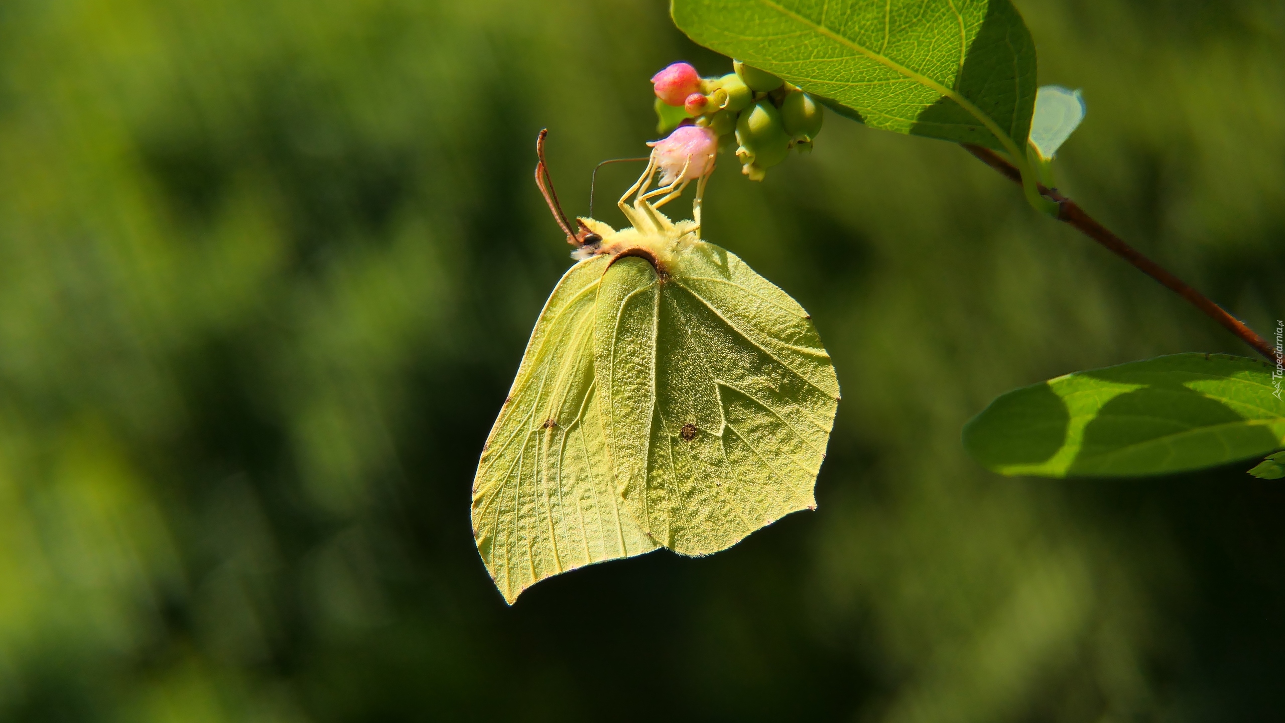 Latolistek cytrynek, Żółty, Motyl