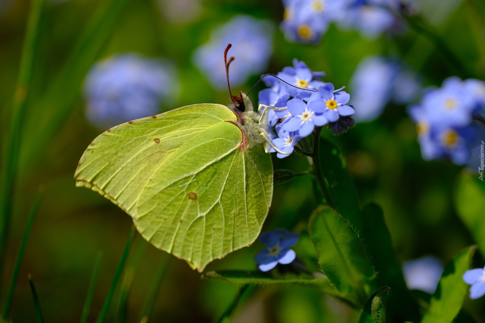 Motyl, Latolistek cytrynek, Niebieskie, Niezapominajki