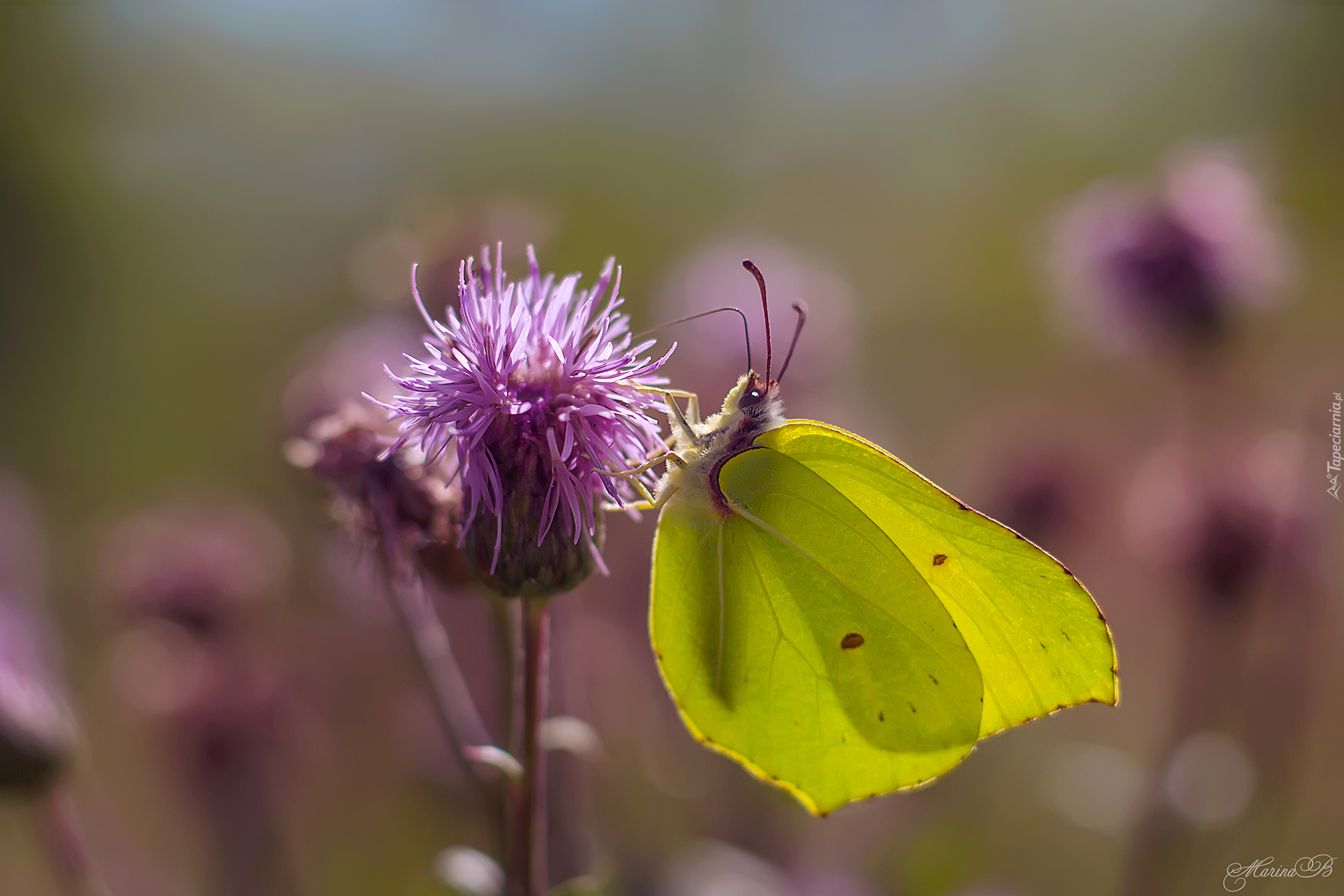 Motyl, Latolistek cytrynek, Kwiat, Ostrożeń polny