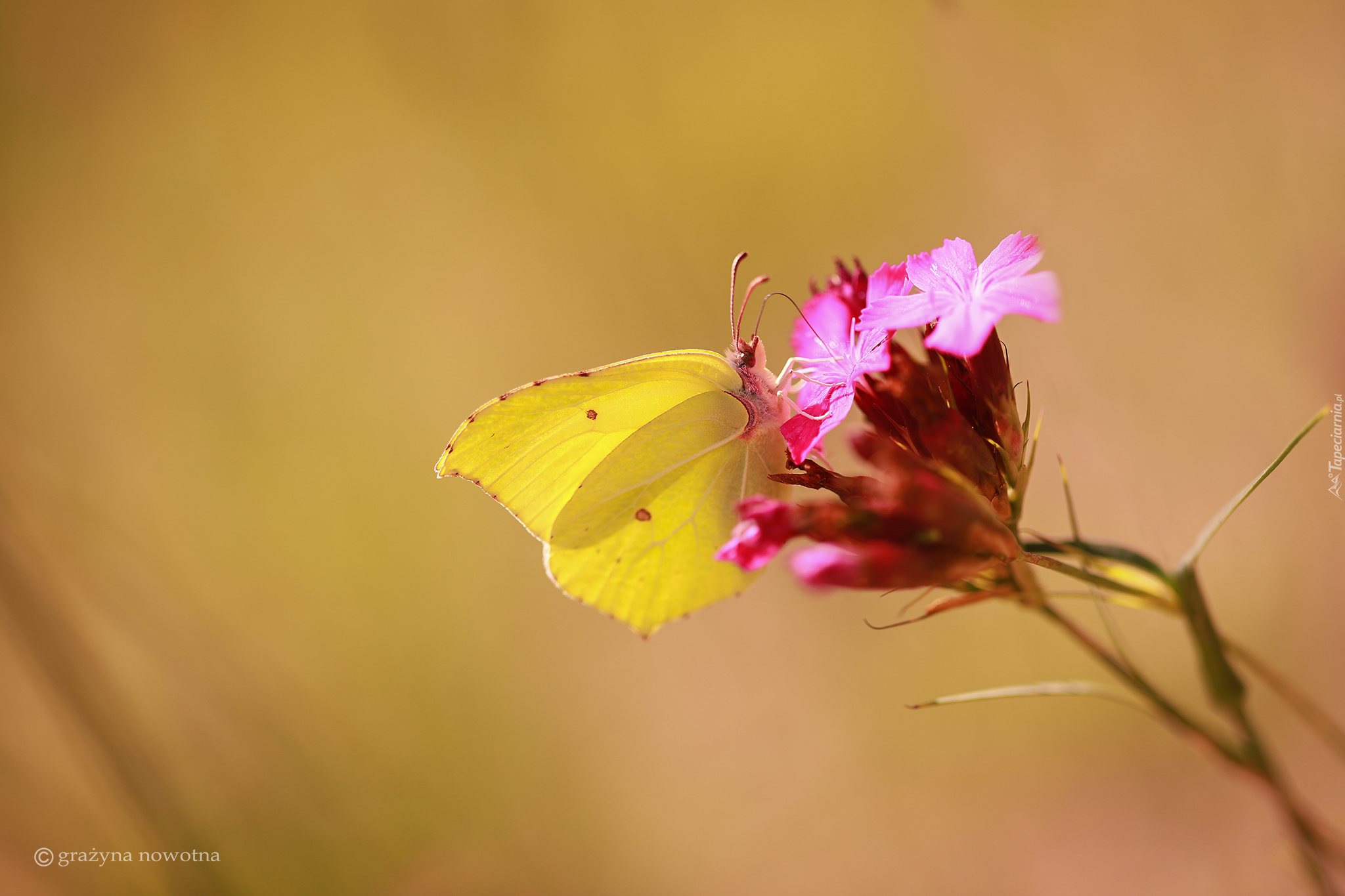 Żółty, Motyl, Latolistek cytrynek, Kwiat
