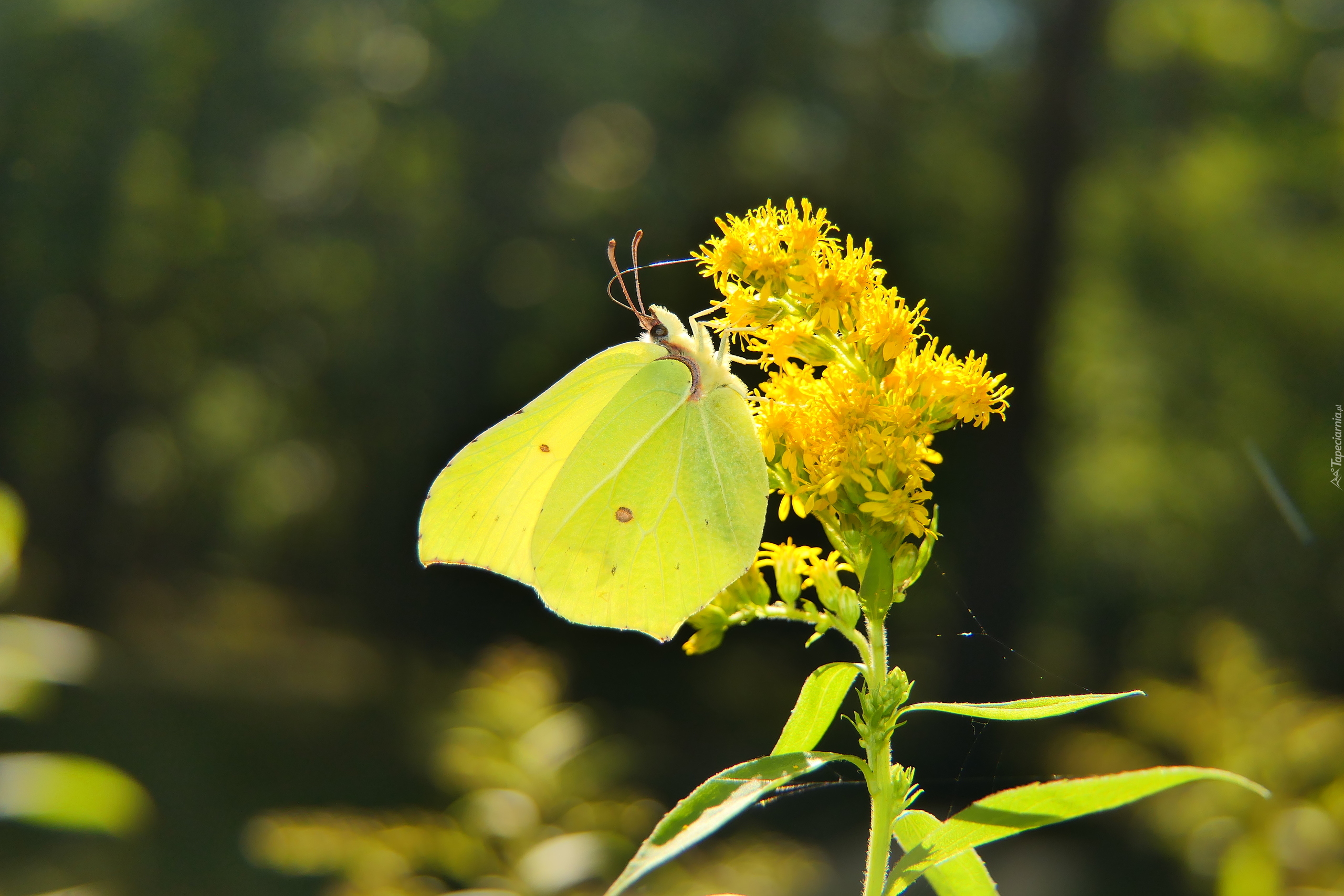 Latolistek cytrynek, Motyl