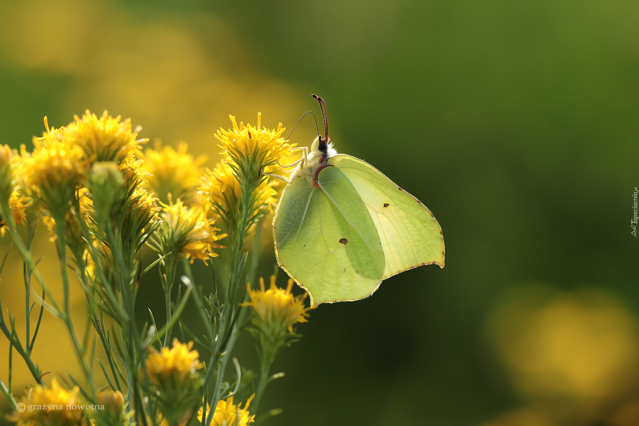 Motyl, Latolistek cytrynek, Owad, Kwiaty