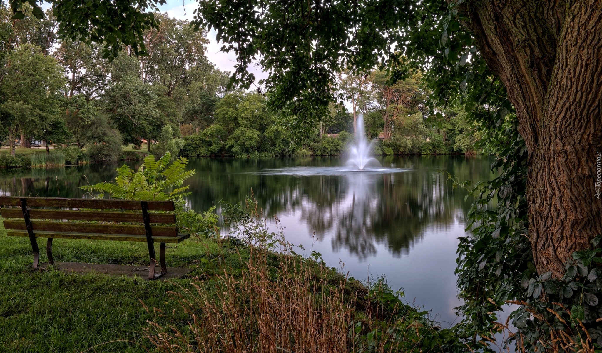 Park, Staw, Fontanna, Ławka, Drzewa