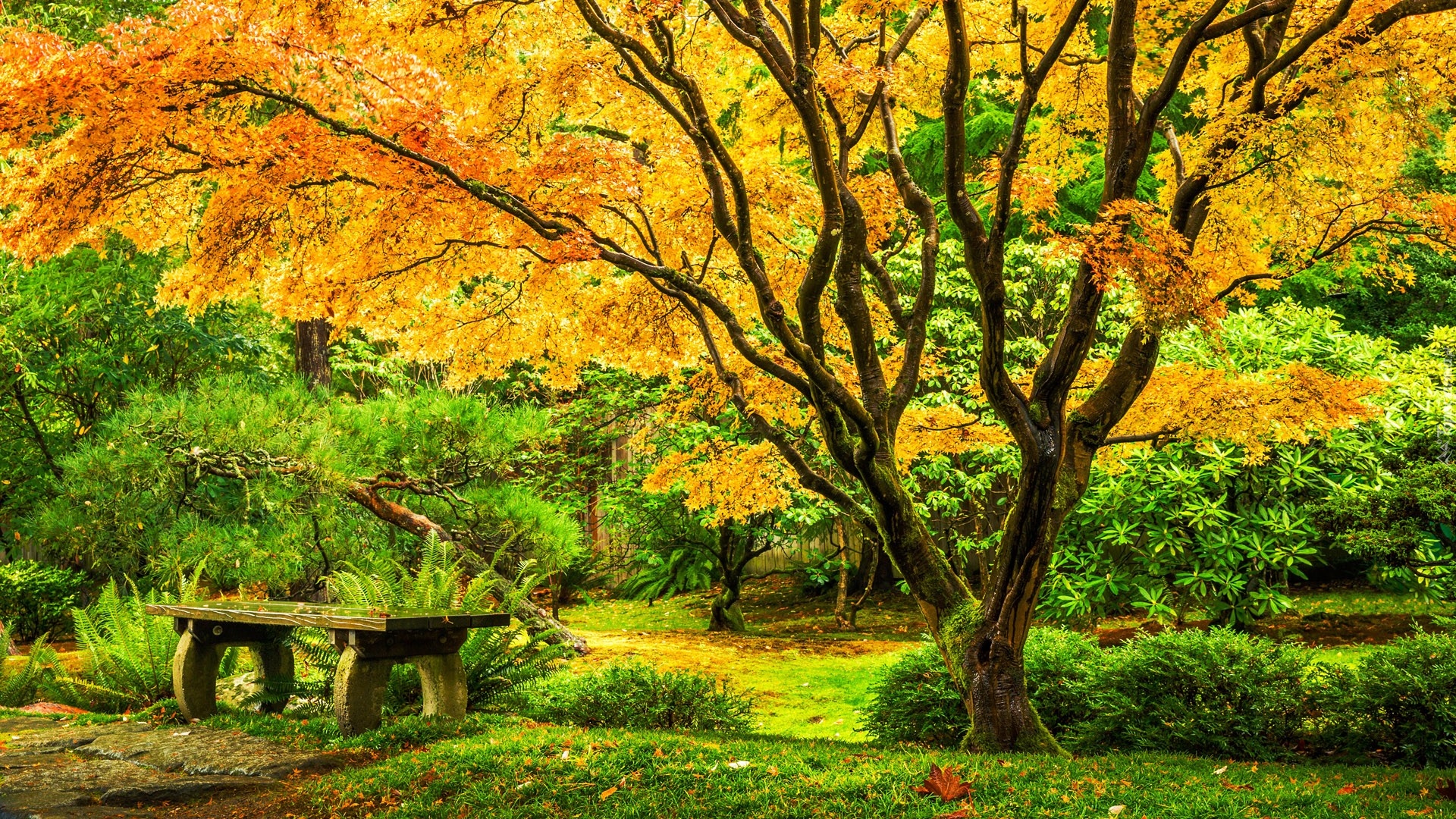 Ławka, Klon japoński, Park, Washington Park Arboretum, Ogród, Seattle, Stany Zjednoczone