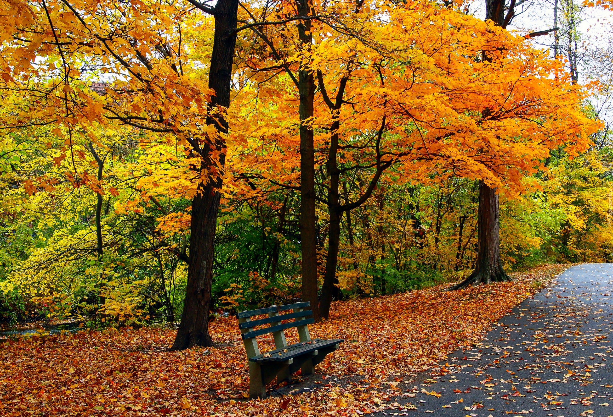 Jesień, Drzewa, Park, Ławeczka