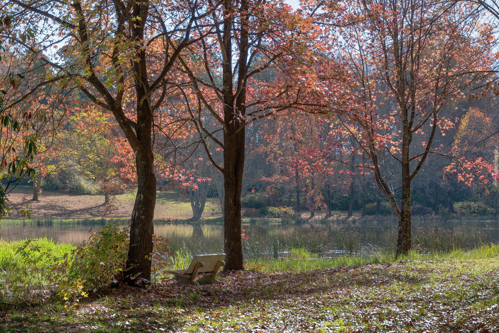 Jesień, Park, Staw, Ławka, Drzewa