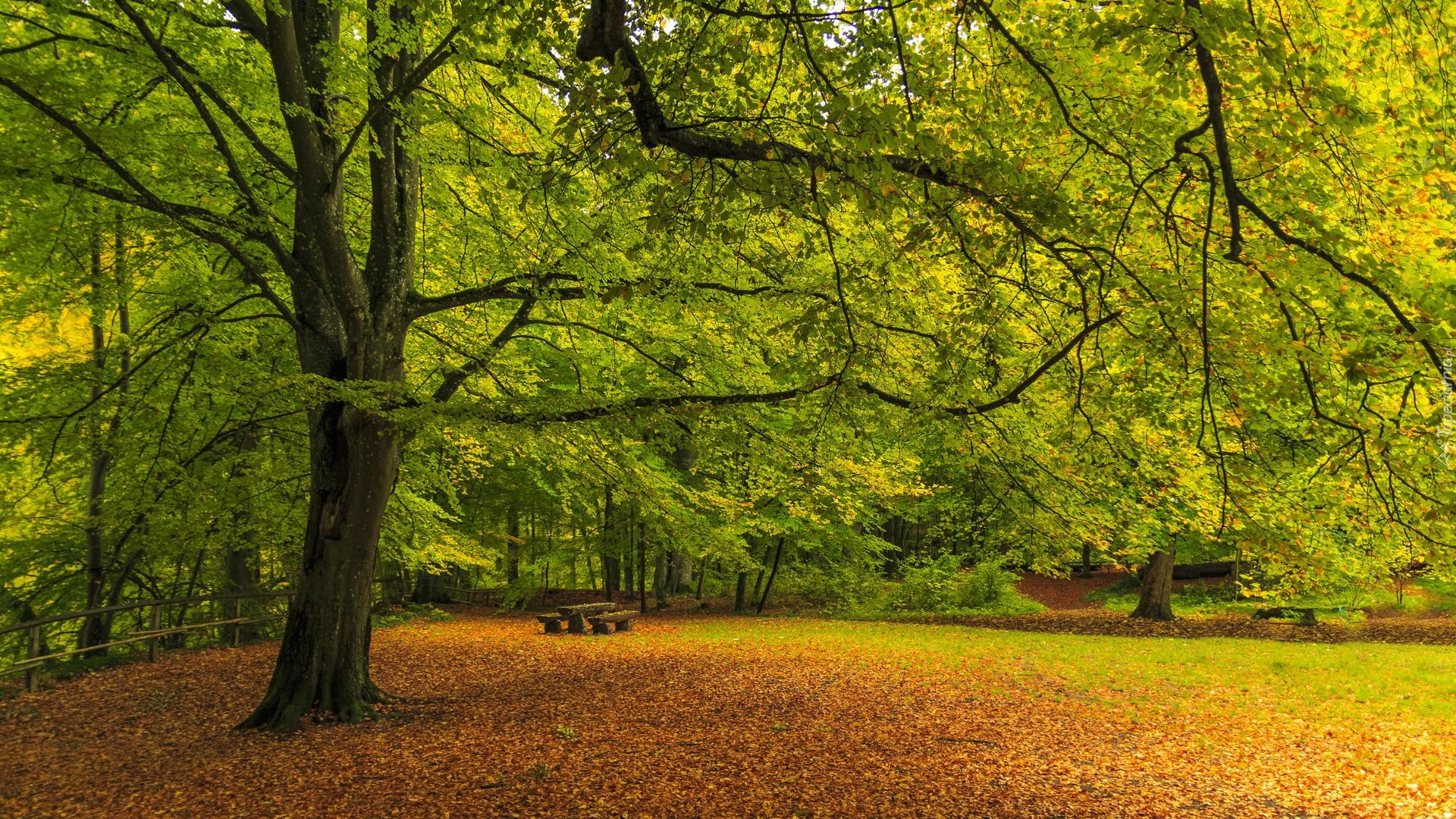 Park, Drzewo, Zielone, Drzewa, Ławeczki