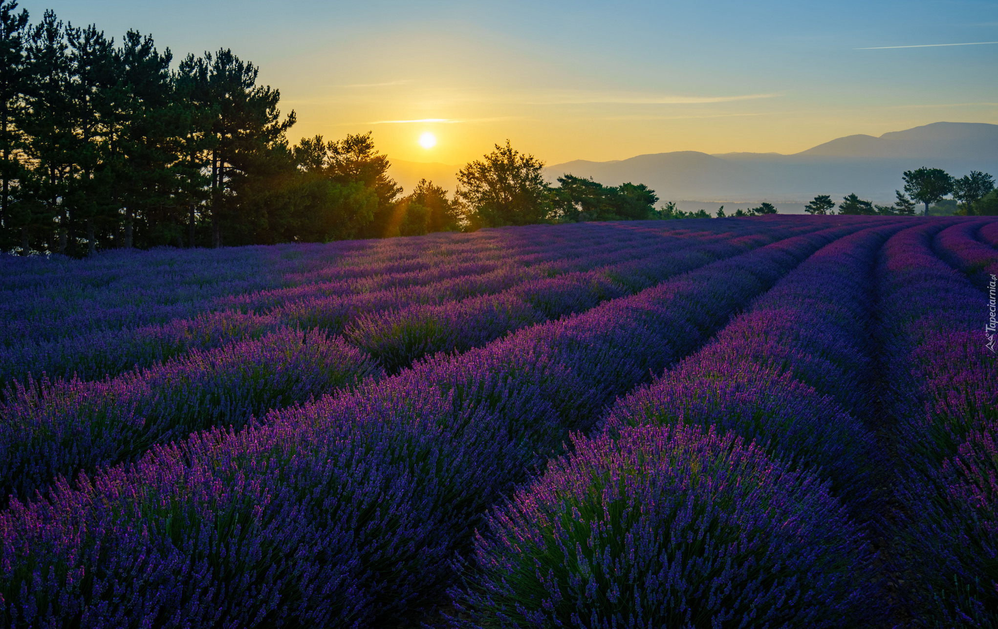 Francja, Prowansja, Valensole, Lawenda, Drzewa, Góry, Wschód słońca