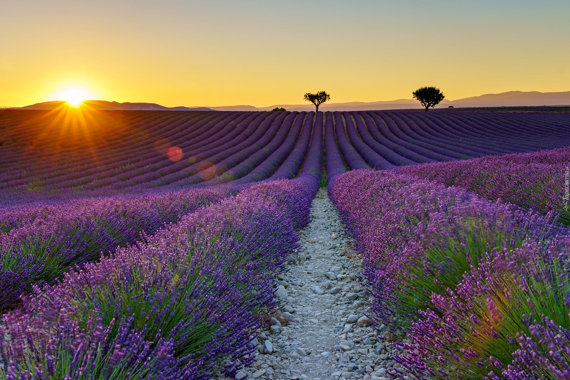 Francja, Prowansja, Valensole, Pole, Lawenda, Zachód słońca, Drzewa