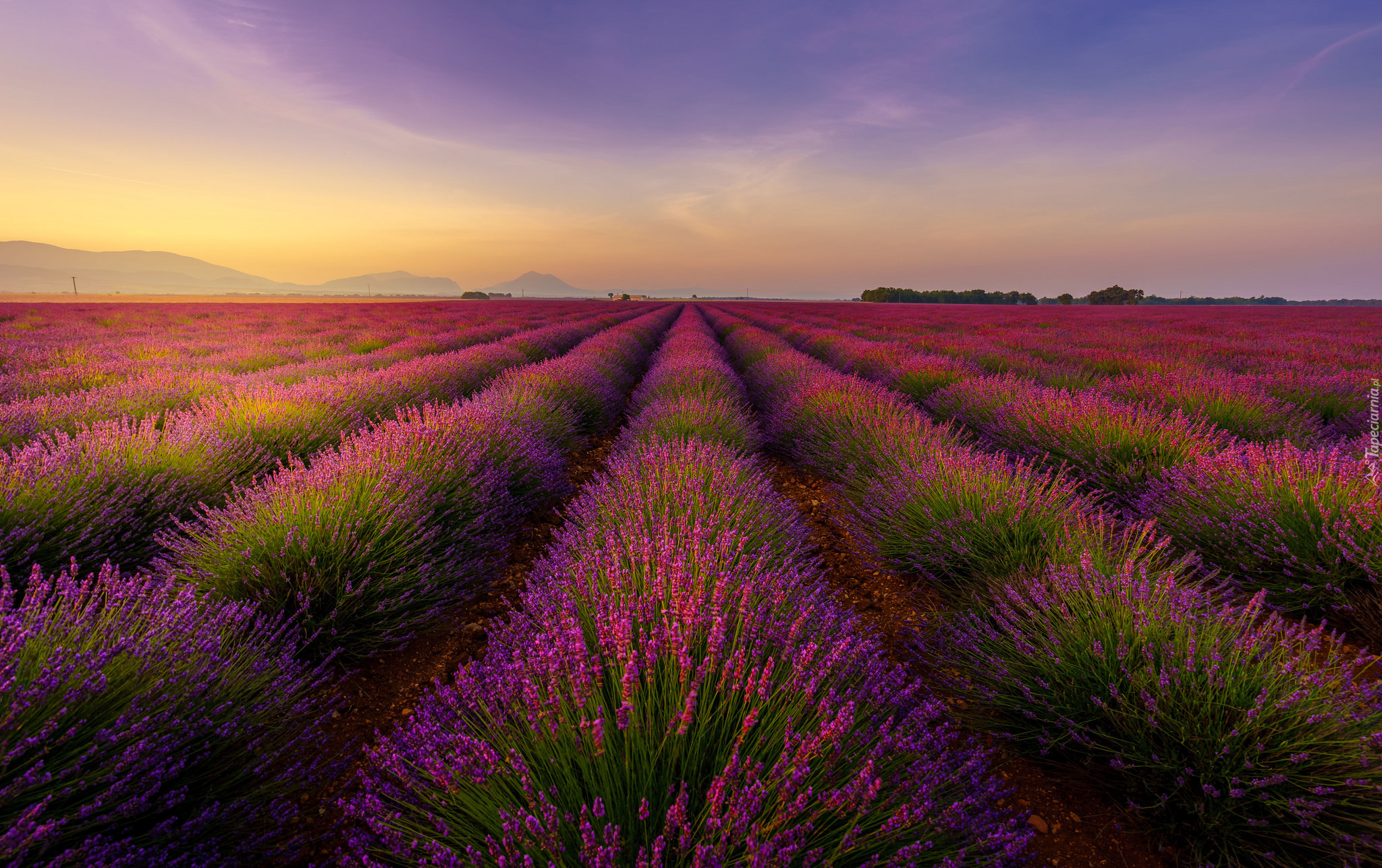 Francja, Valensole, Pole, Lawenda