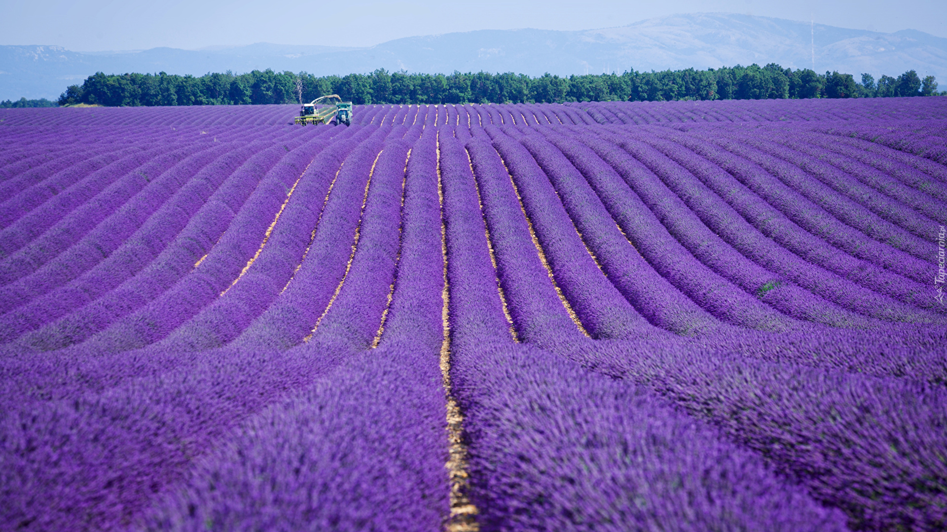 Pole, Lawenda, Valensole, Prowansja, Francja