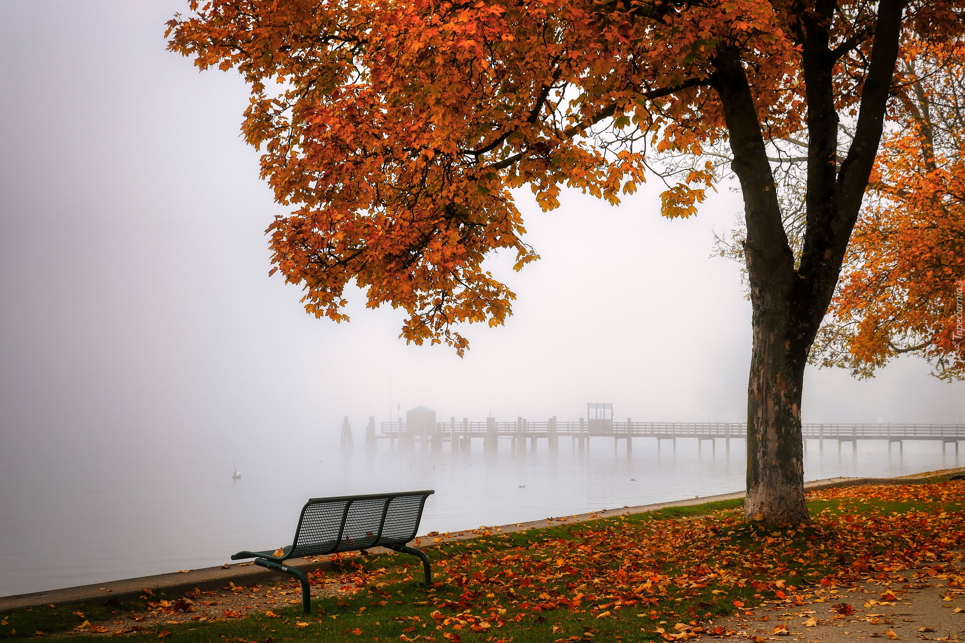Jesień, Ławka, Drzewo, Jezioro, Mgła