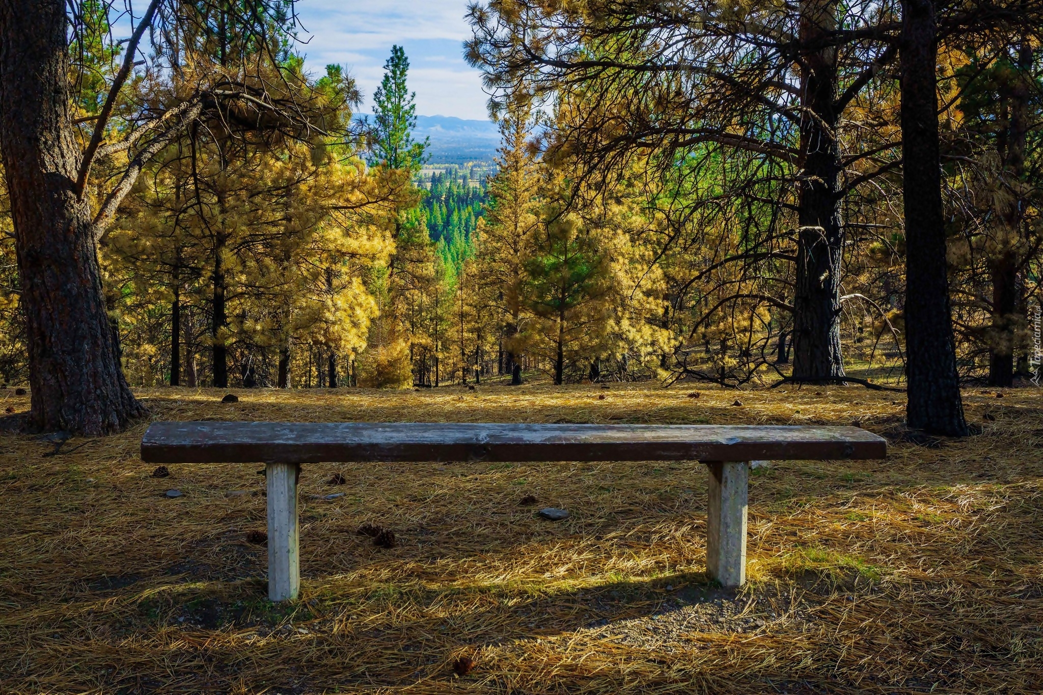 Stany Zjednoczone, Stan Montana, Las Bitterroot National Forest, Szlak Bass Creek Trail, Ławka, Drzewa