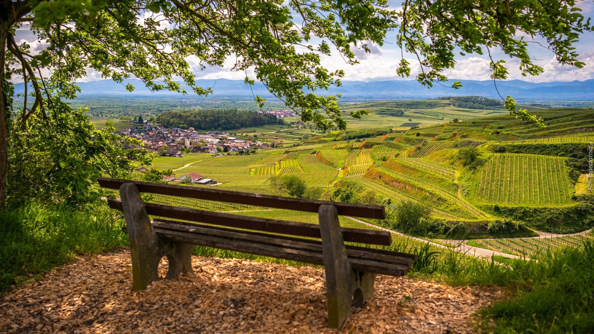 Drzewo, Ławka, Pola, Winnice, Kaiserstuhl, Vogtsburg, Niemcy