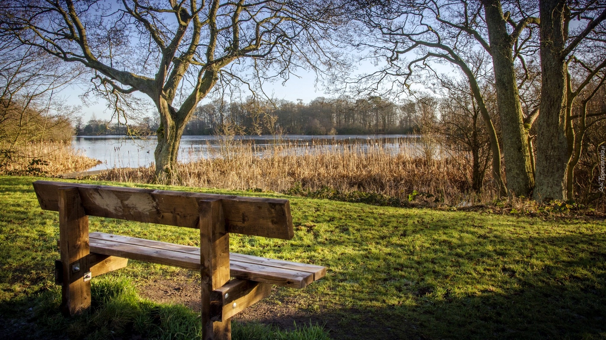 Anglia, Bolam Lake Country Park, Jezioro Bolam, Drzewa, Ławka, Trzciny