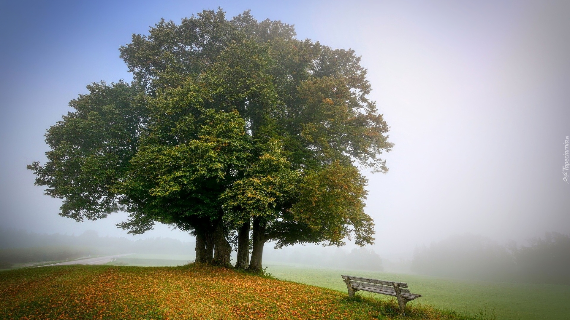 Drzewa, Park, Jesień, Ławka, Liście, Mgła