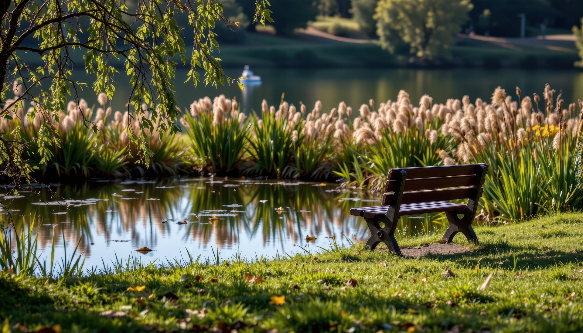 Ławka, Staw, , Park, Trzciny