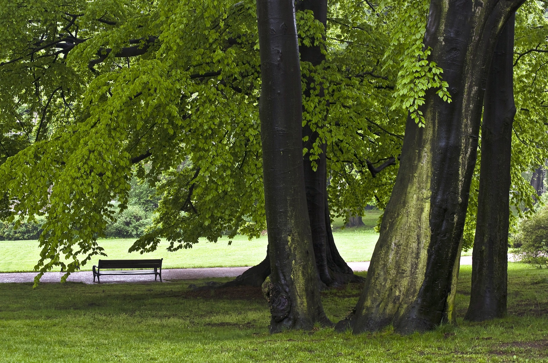 Park, Ławka, Drzewa, Droga