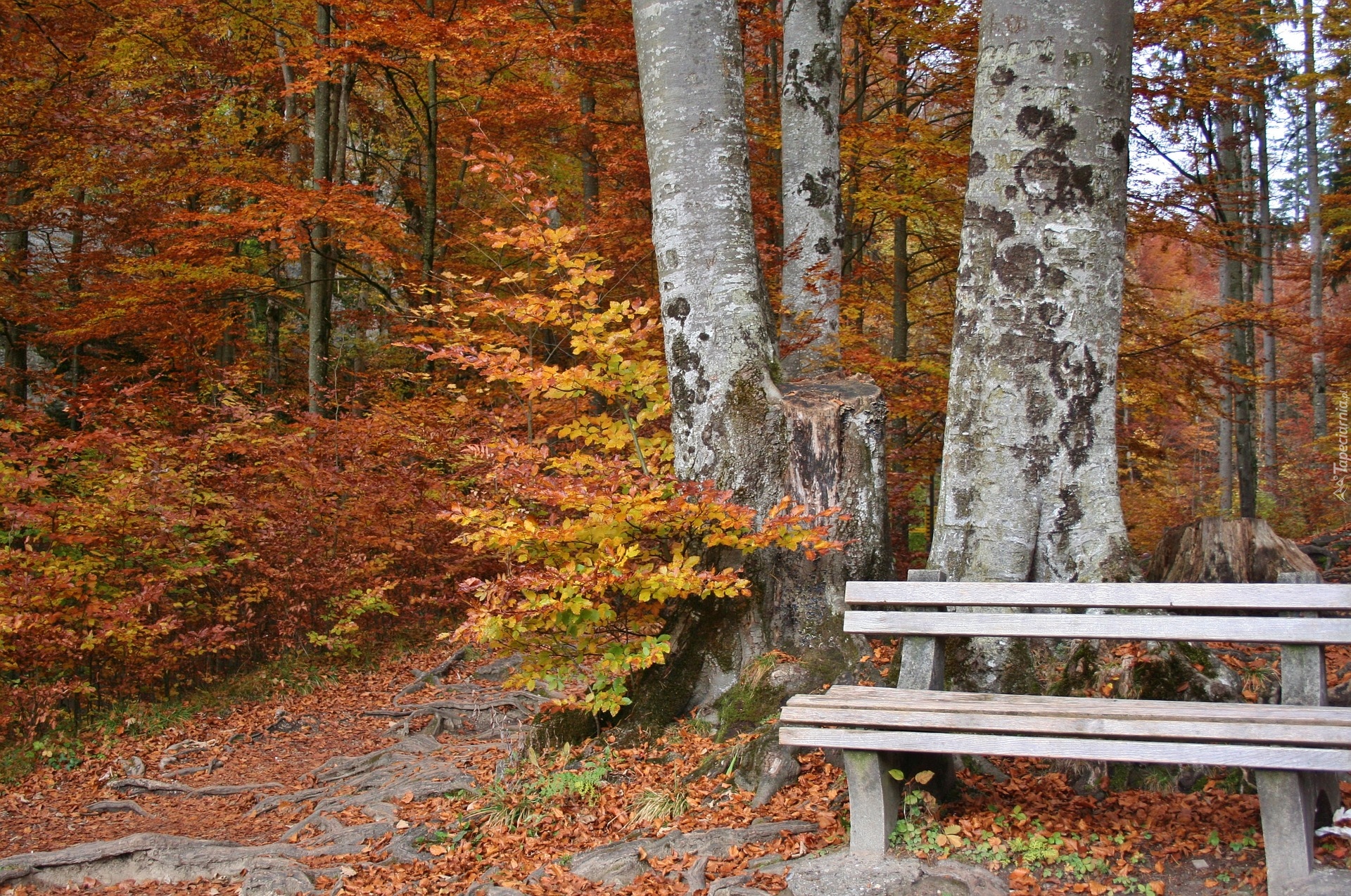 Jesień, Las, Drzewa, Krzewy, Ławka