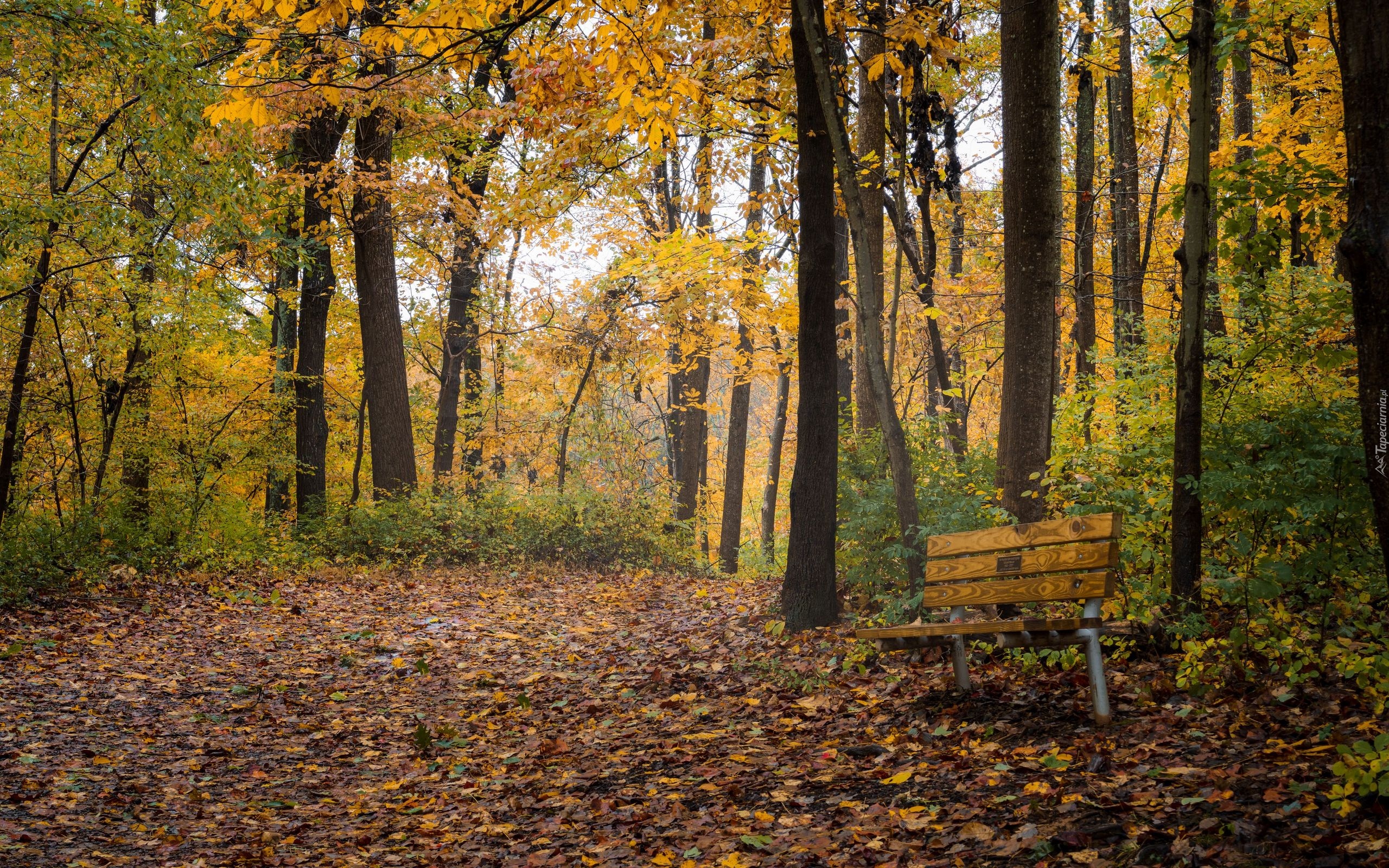 Park, Drzewa, Ławka, Jesień, Liście