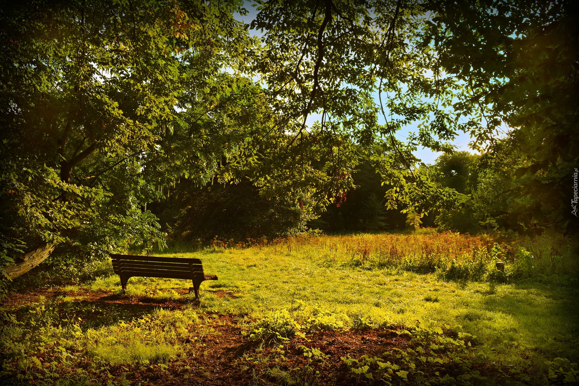 Park, Drzewa, Trawa, Lato, Ławka, Relaks