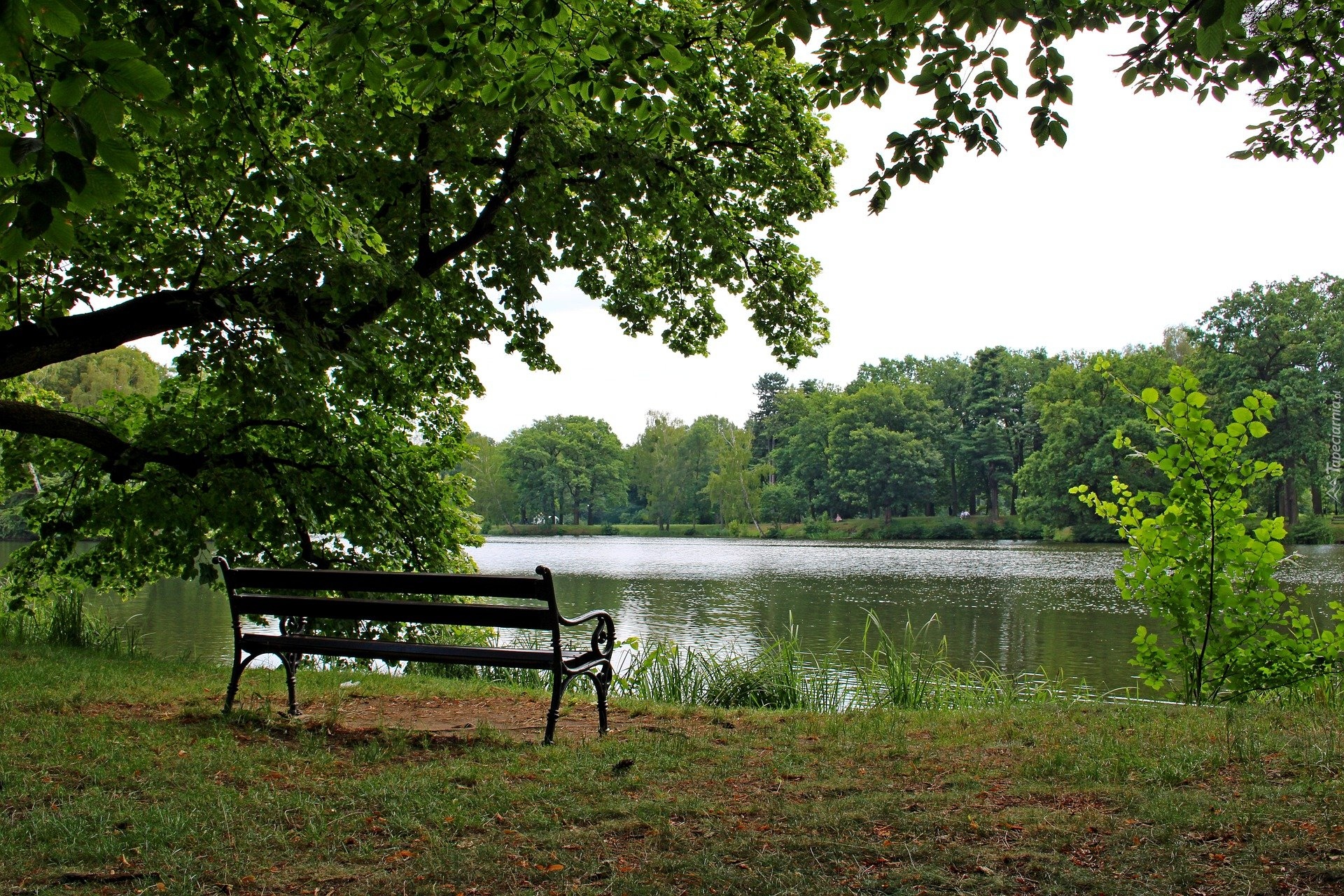 Staw, Ławka, Drzewo, Park